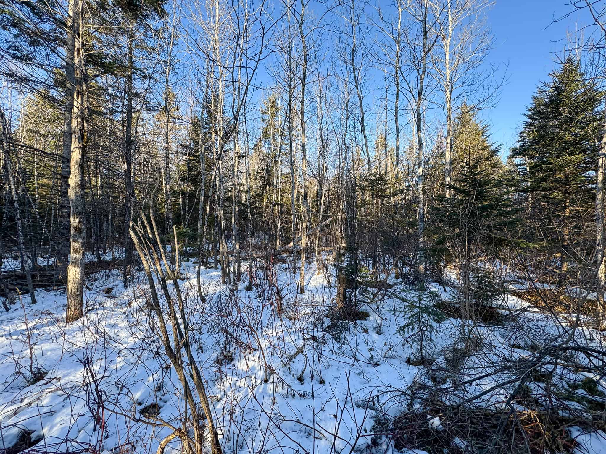 59 Acres in Northern Maine