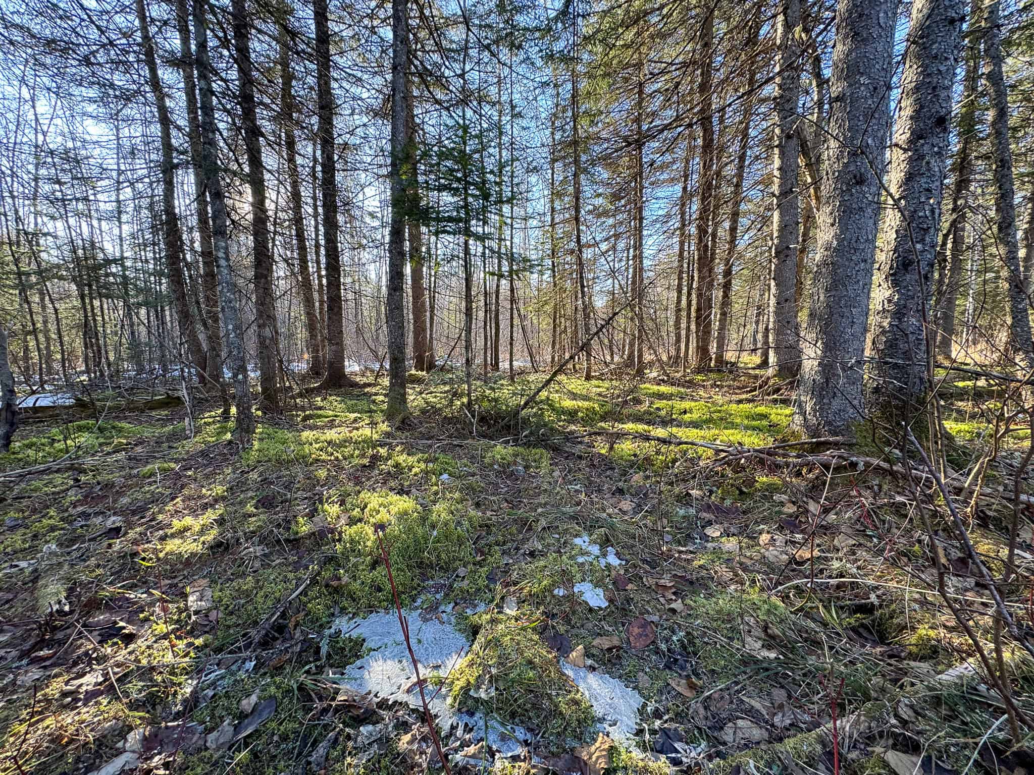 59 Acres in Northern Maine