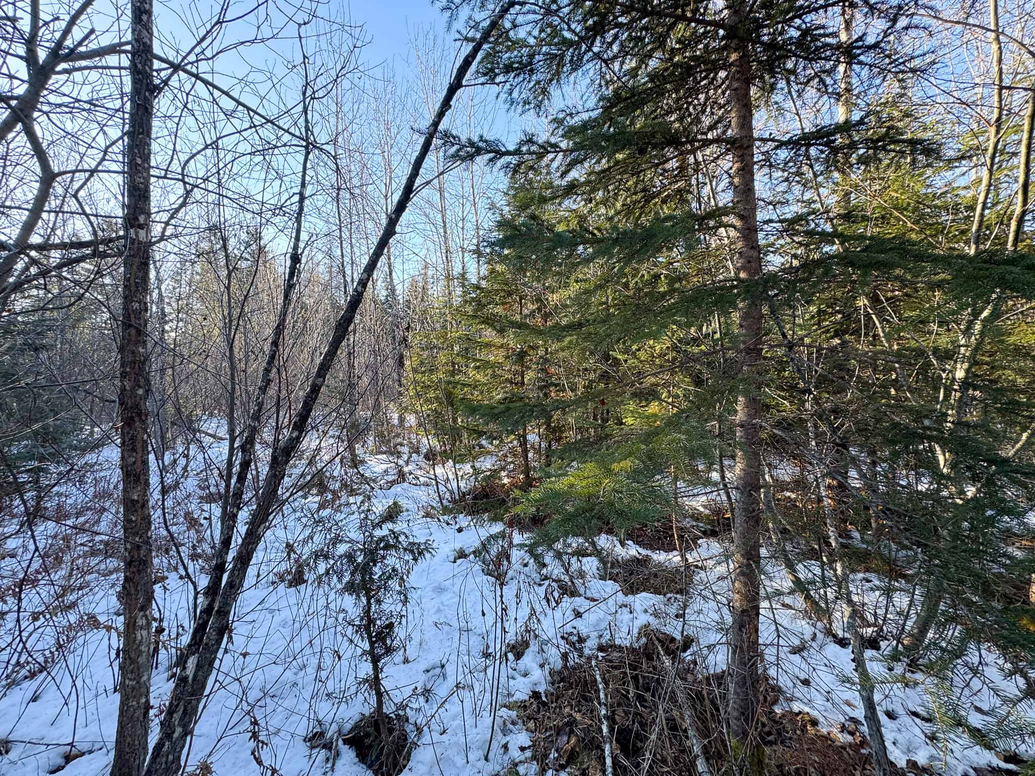 59 Acres in Northern Maine