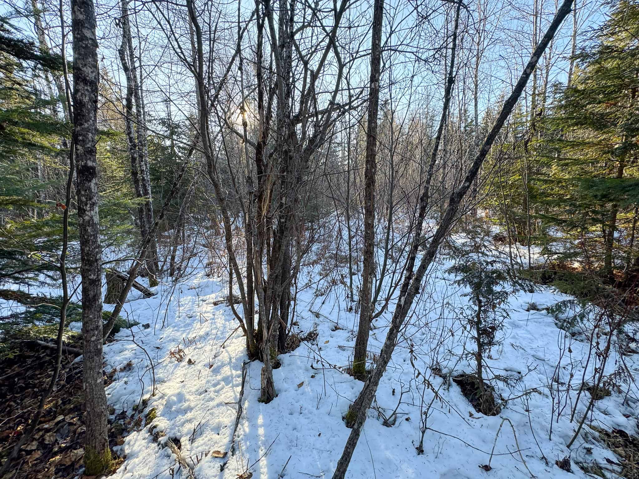 59 Acres in Northern Maine