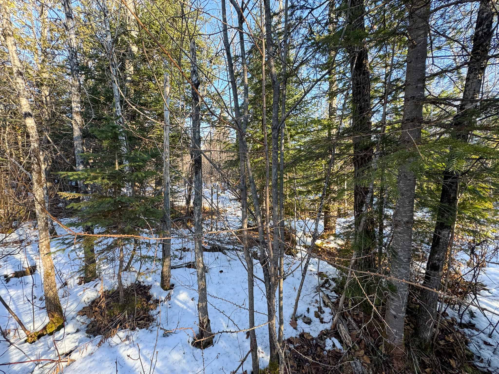 59 Acres in Northern Maine