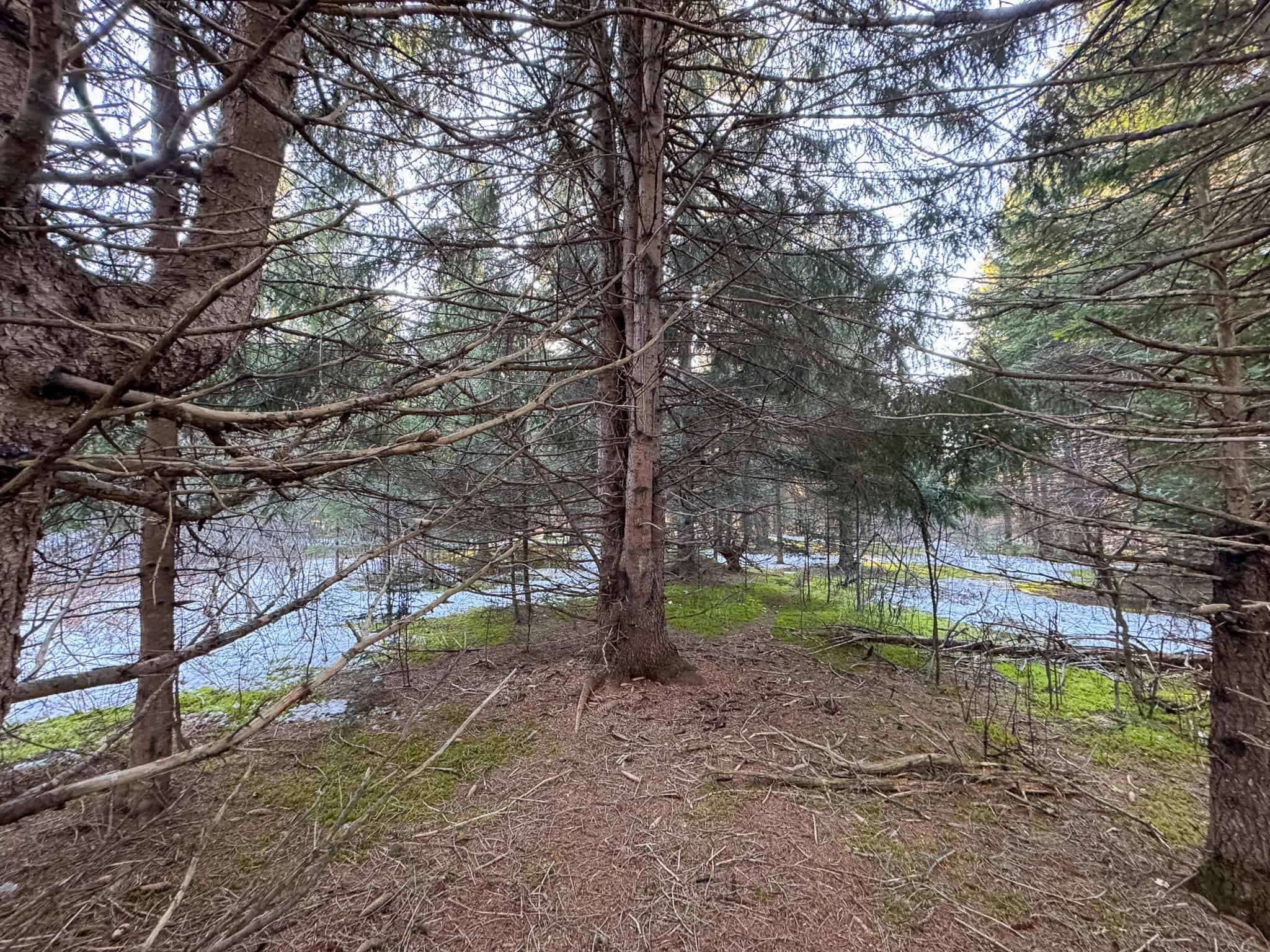 59 Acres in Northern Maine