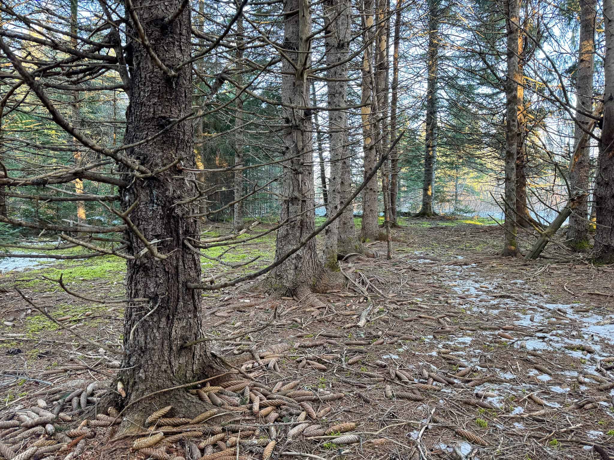 59 Acres in Northern Maine