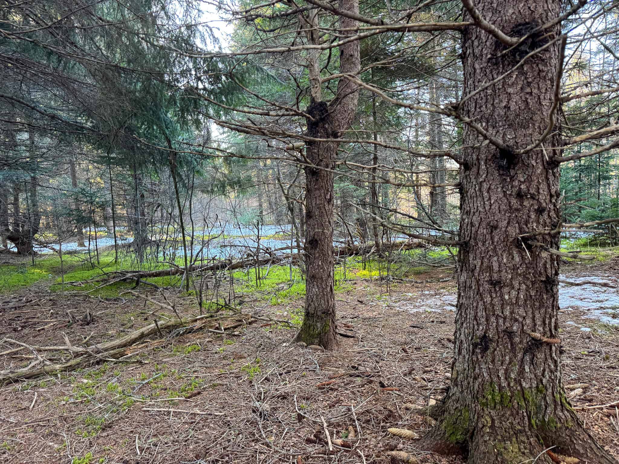 59 Acres in Northern Maine