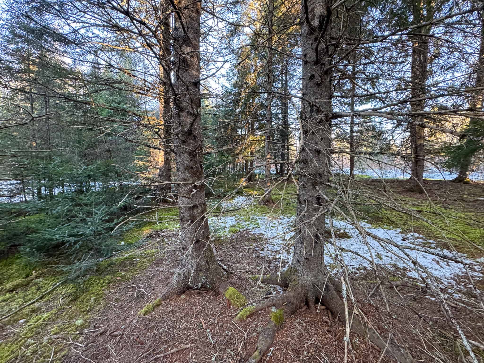 59 Acres in Northern Maine
