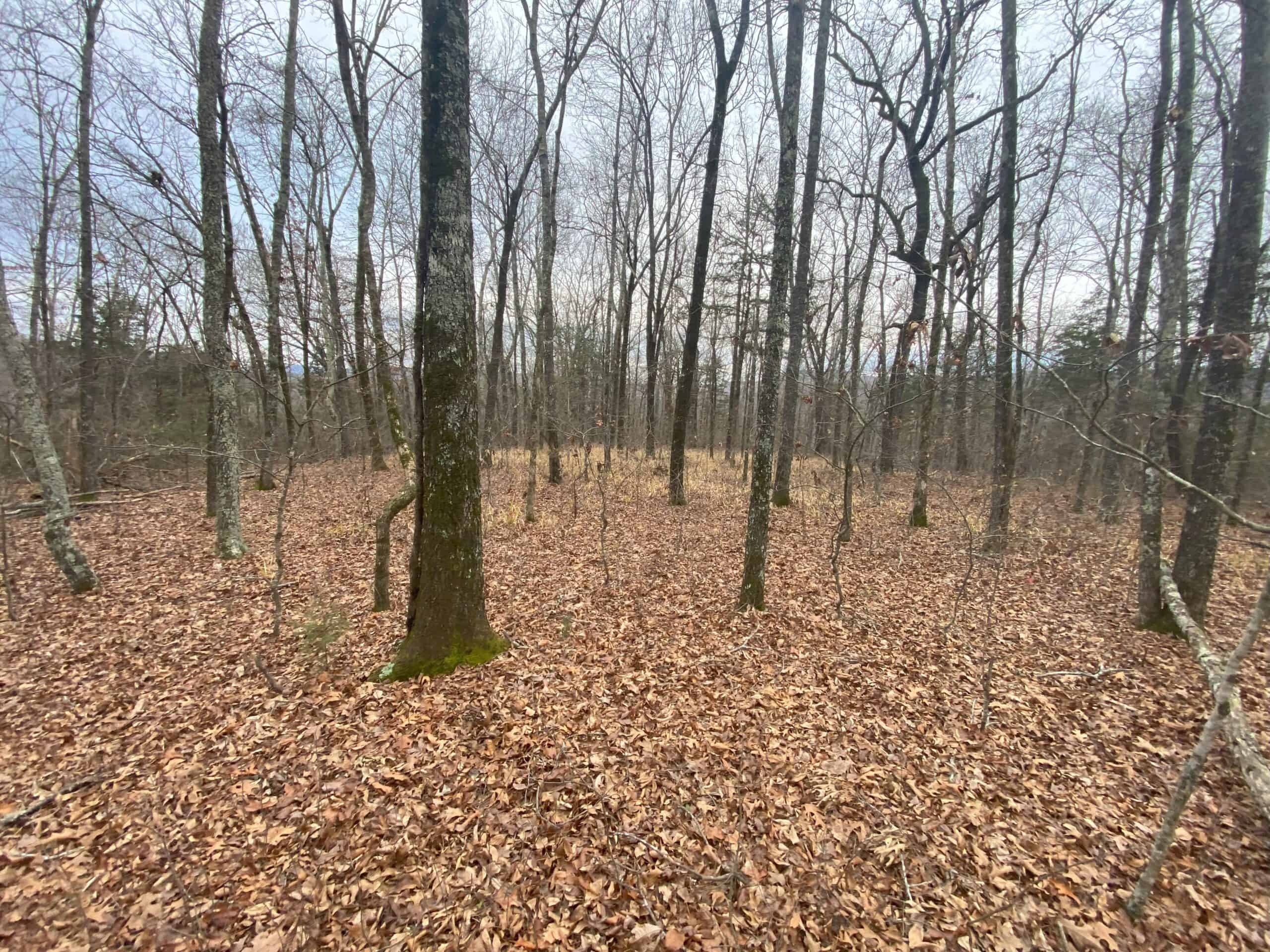 60 Acres Prime Newton Co, Ar Hunting Land For Sale Bordering Buffalo National River Park Land on 2 Sides!