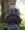 Josh McMillian