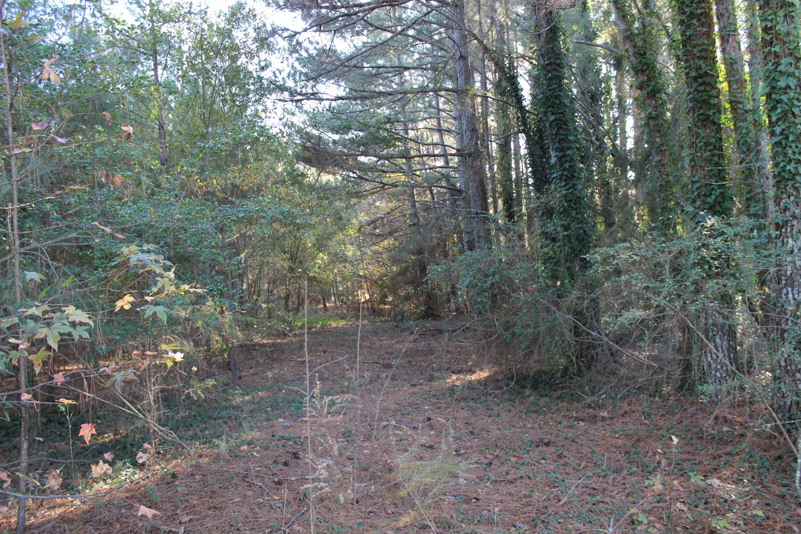 24 acres of beautiful hardwoods close to Lake Hartwell