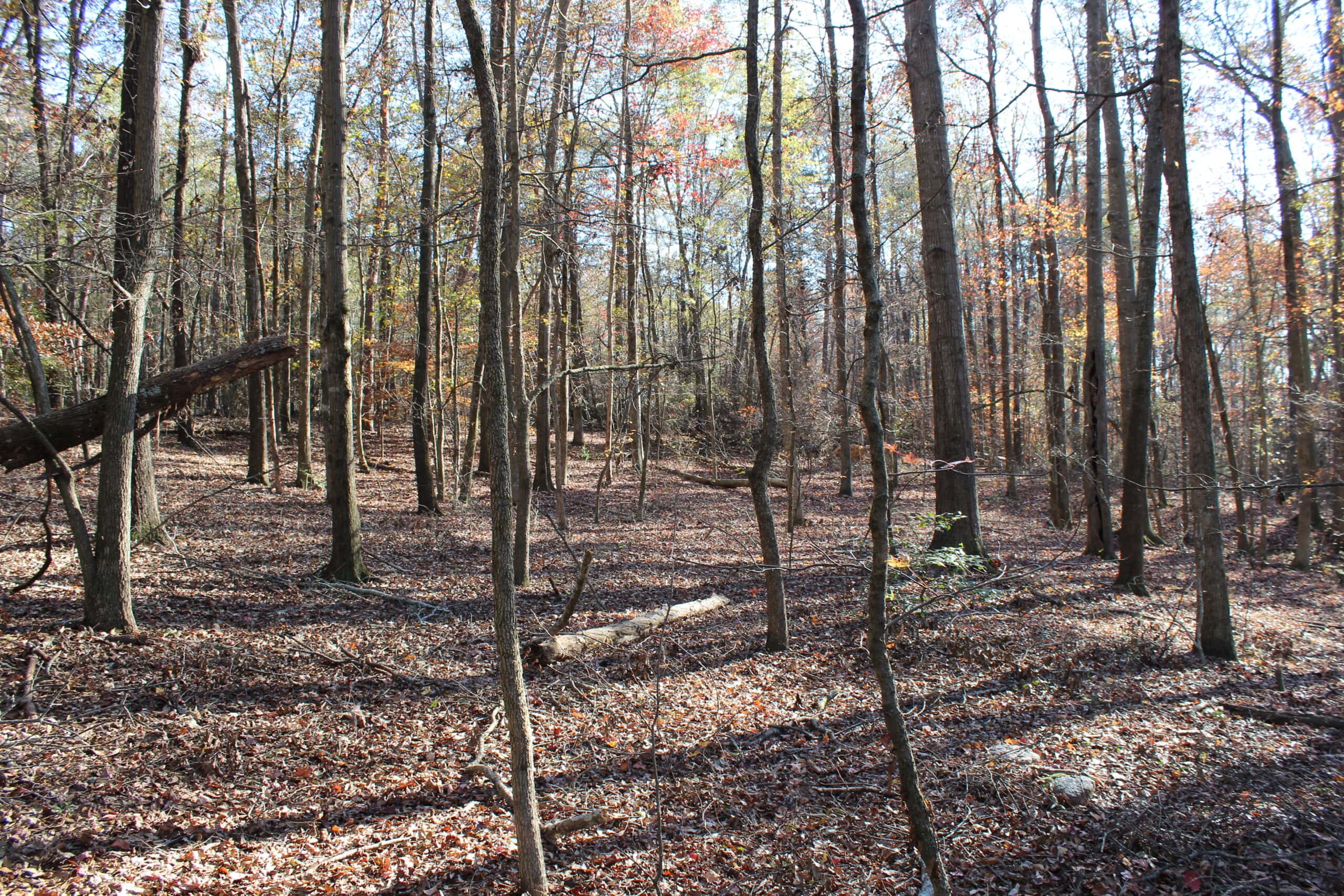 24 acres of beautiful hardwoods close to Lake Hartwell