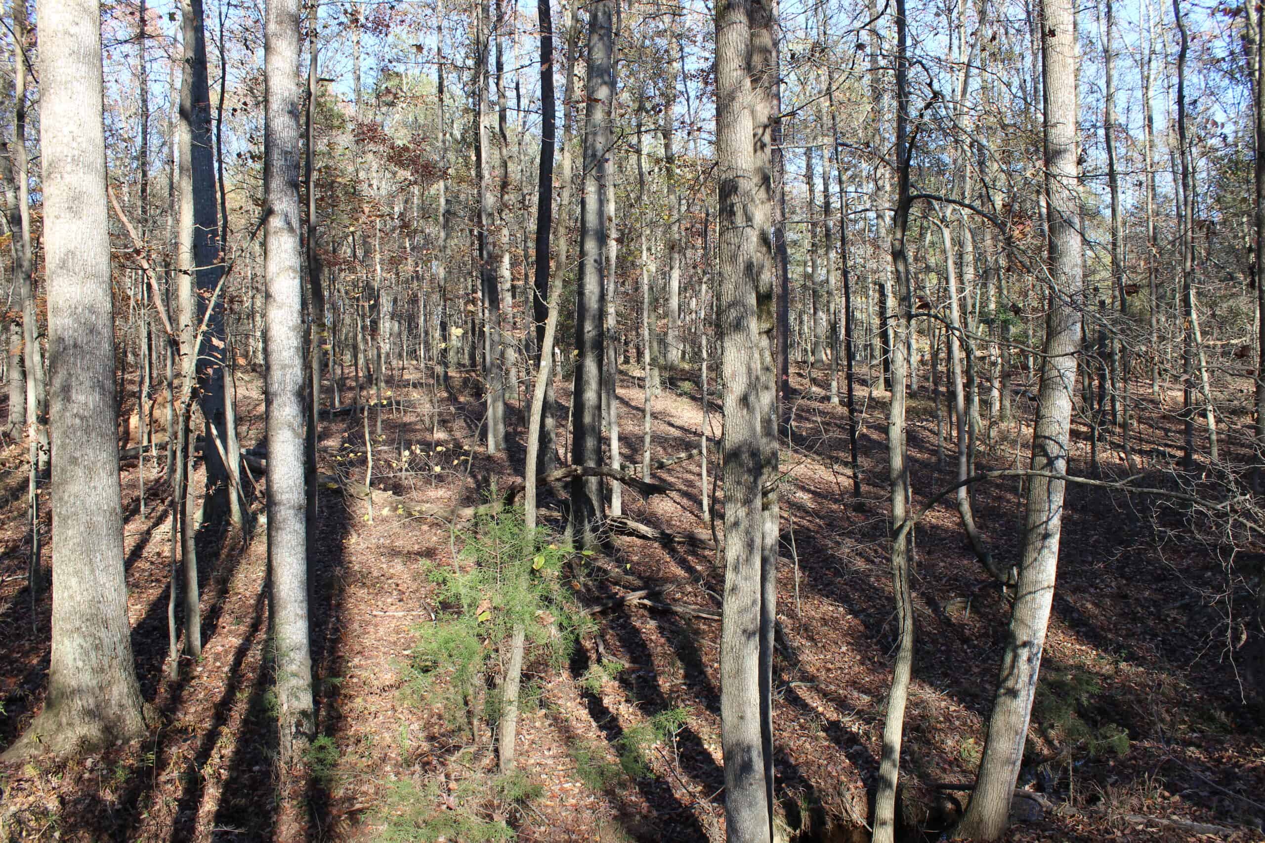 24 acres of beautiful hardwoods close to Lake Hartwell