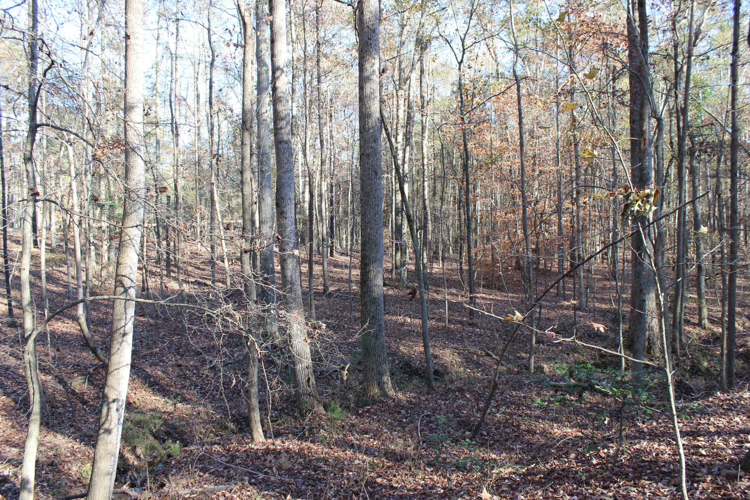 24 acres of beautiful hardwoods close to Lake Hartwell