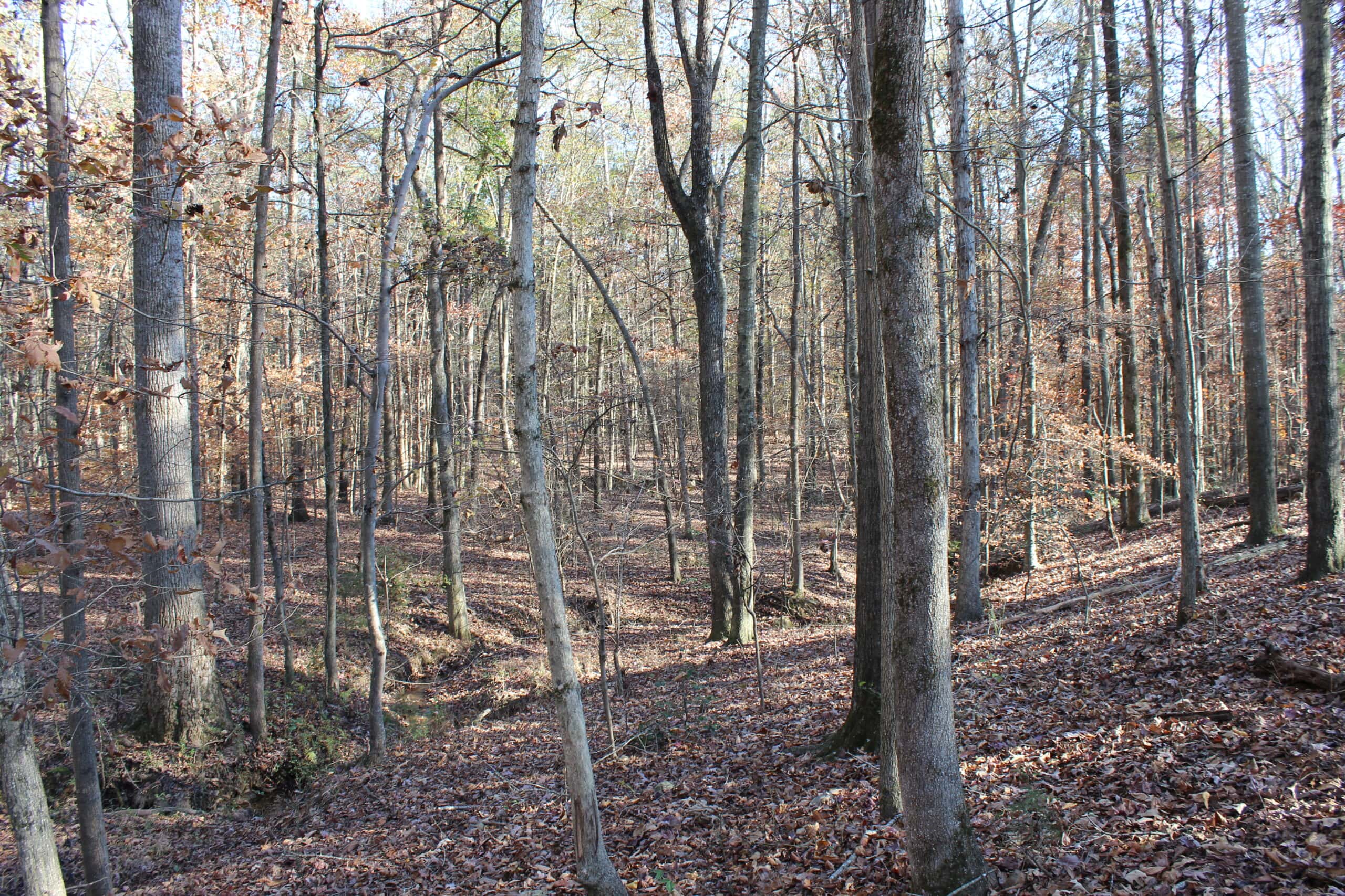 24 acres of beautiful hardwoods close to Lake Hartwell