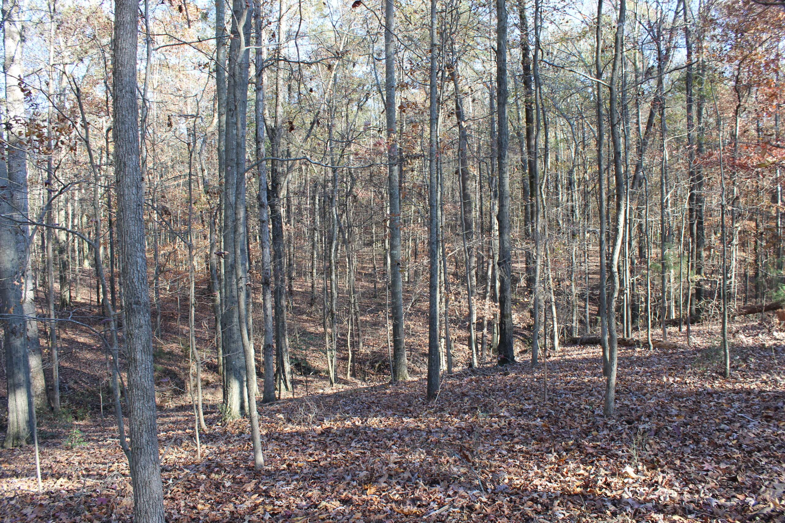24 acres of beautiful hardwoods close to Lake Hartwell