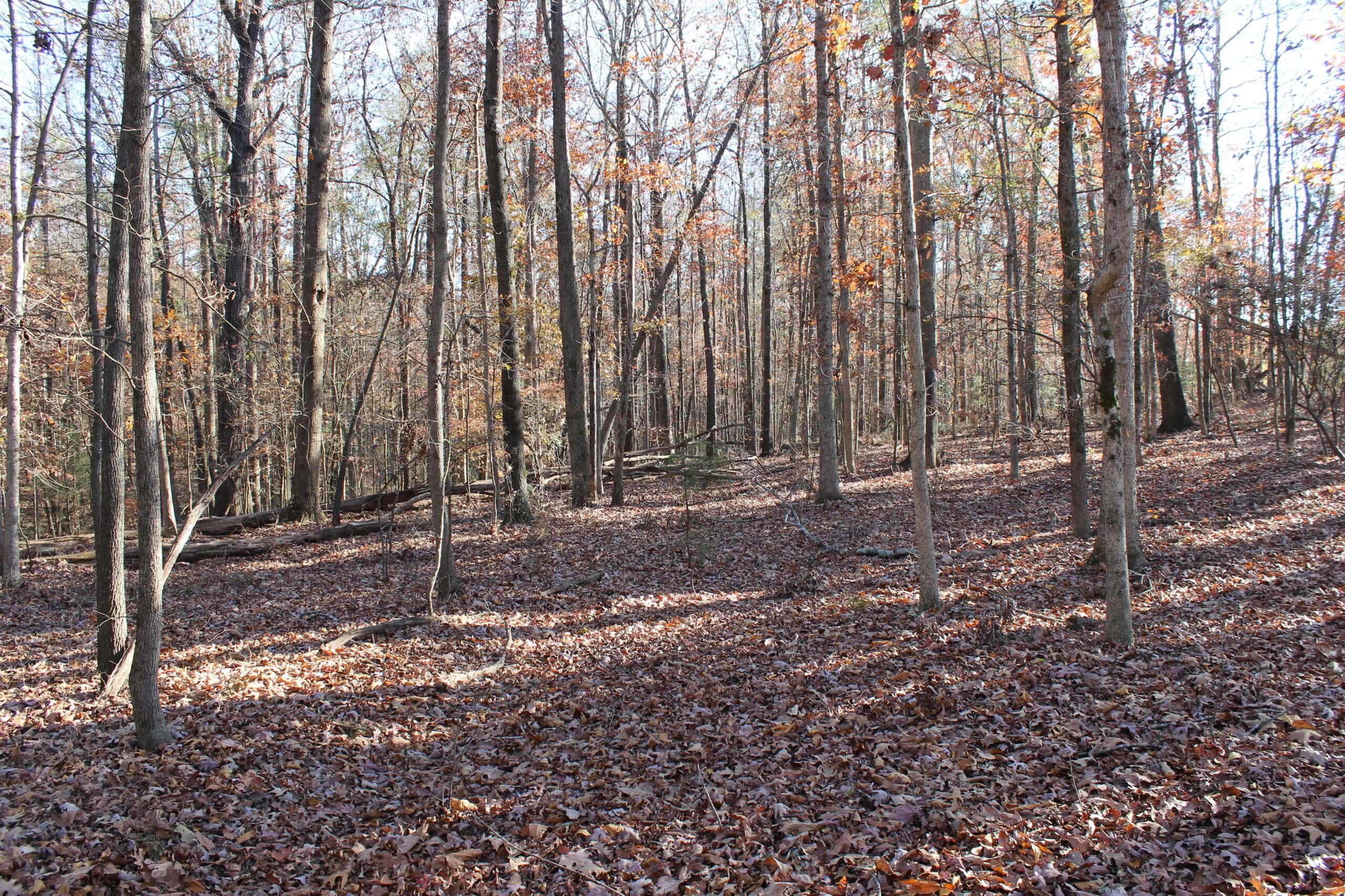 24 acres of beautiful hardwoods close to Lake Hartwell
