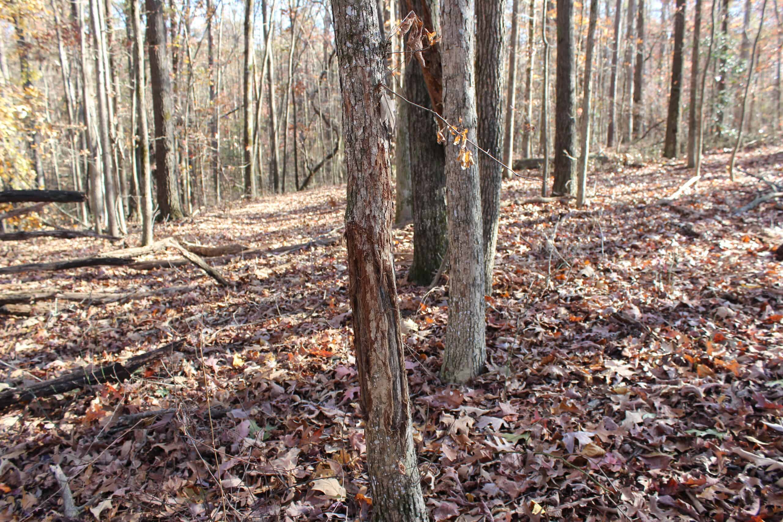 24 acres of beautiful hardwoods close to Lake Hartwell