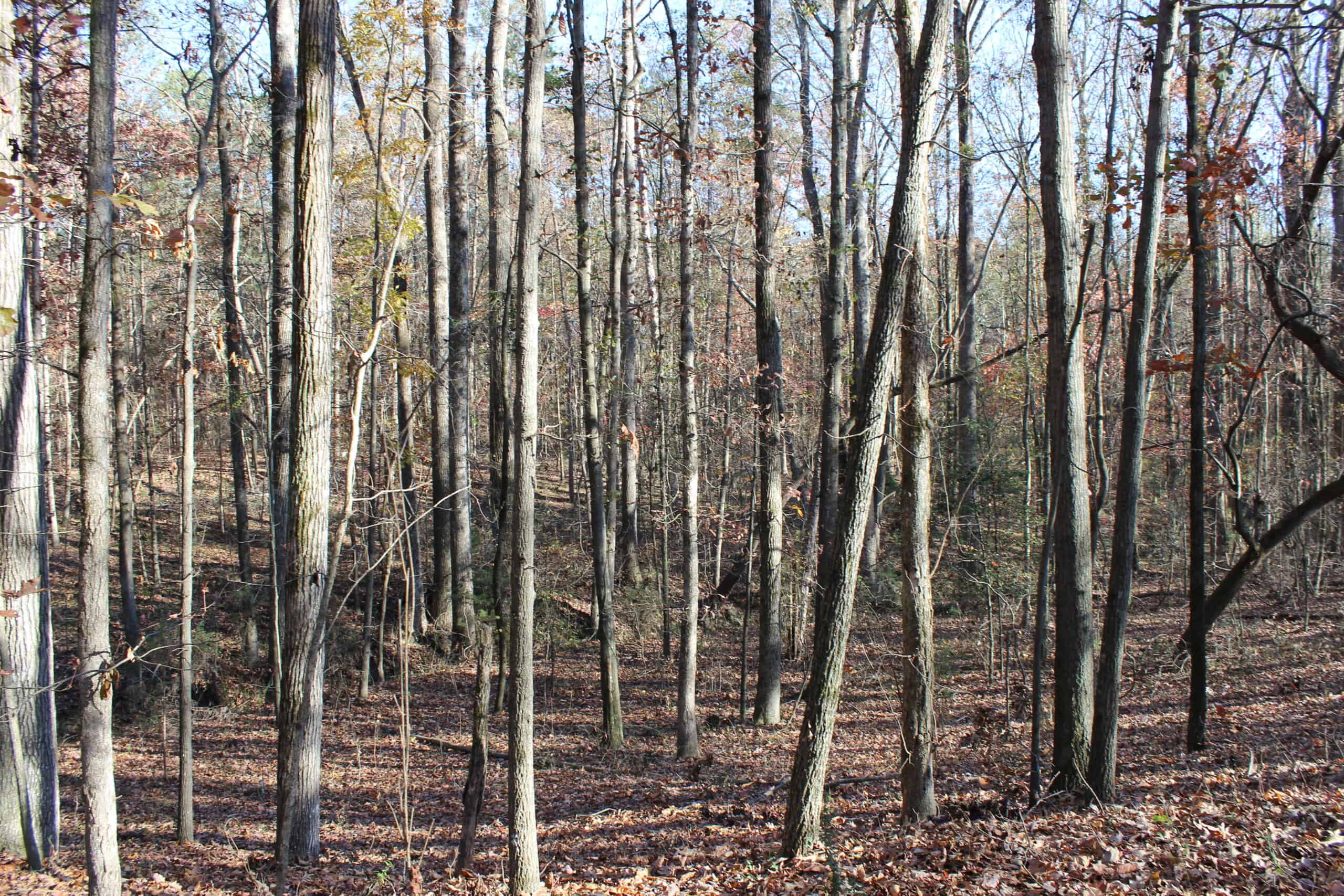 24 acres of beautiful hardwoods close to Lake Hartwell