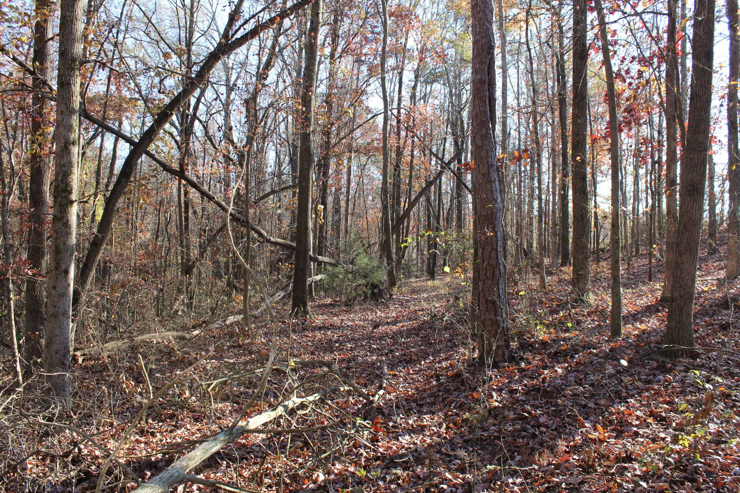 24 acres of beautiful hardwoods close to Lake Hartwell