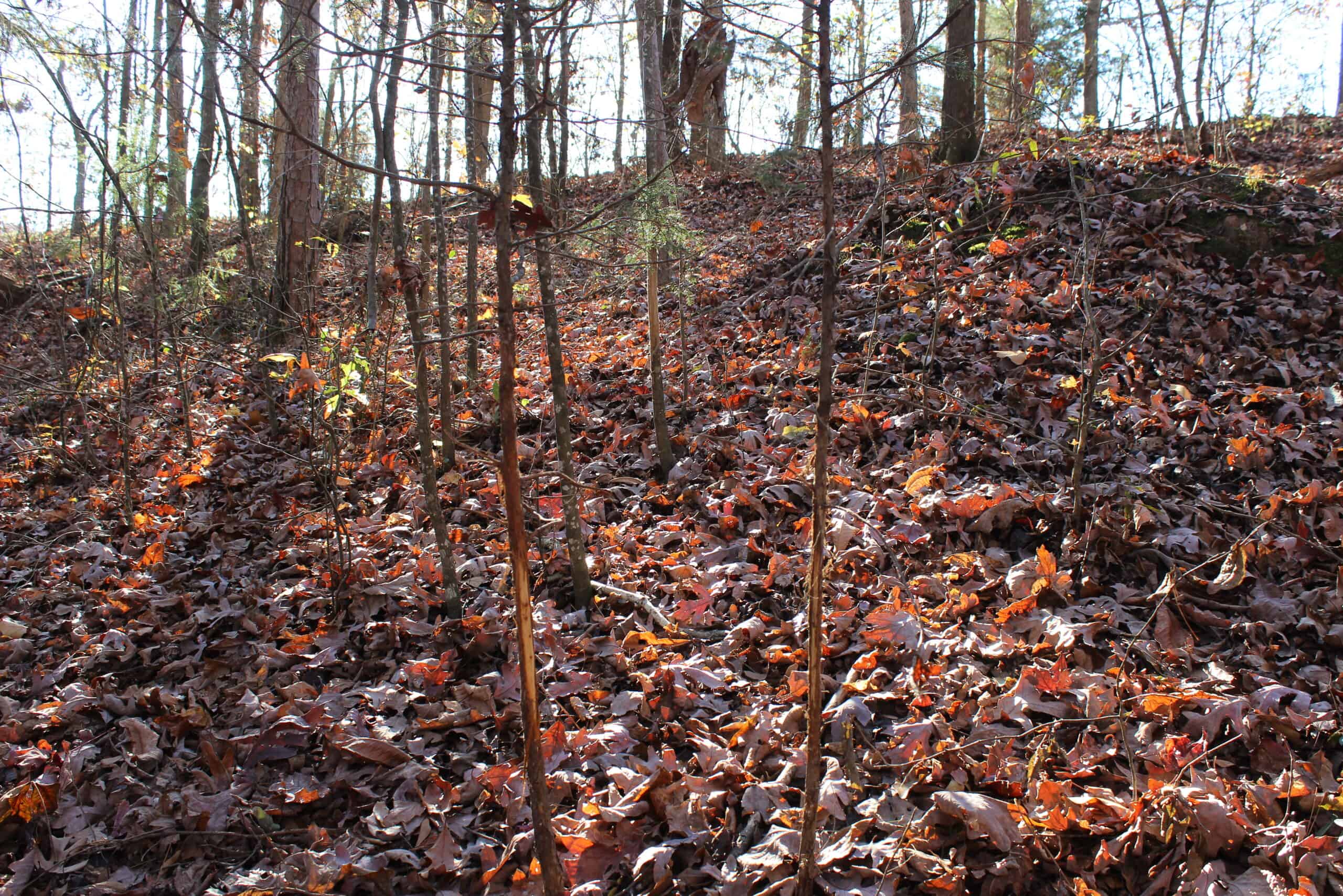 24 acres of beautiful hardwoods close to Lake Hartwell
