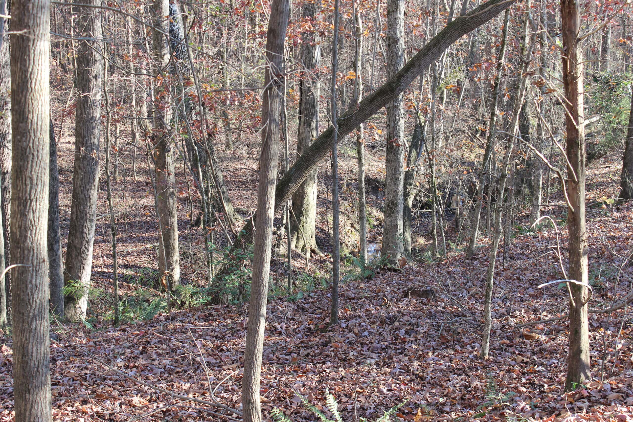 24 acres of beautiful hardwoods close to Lake Hartwell