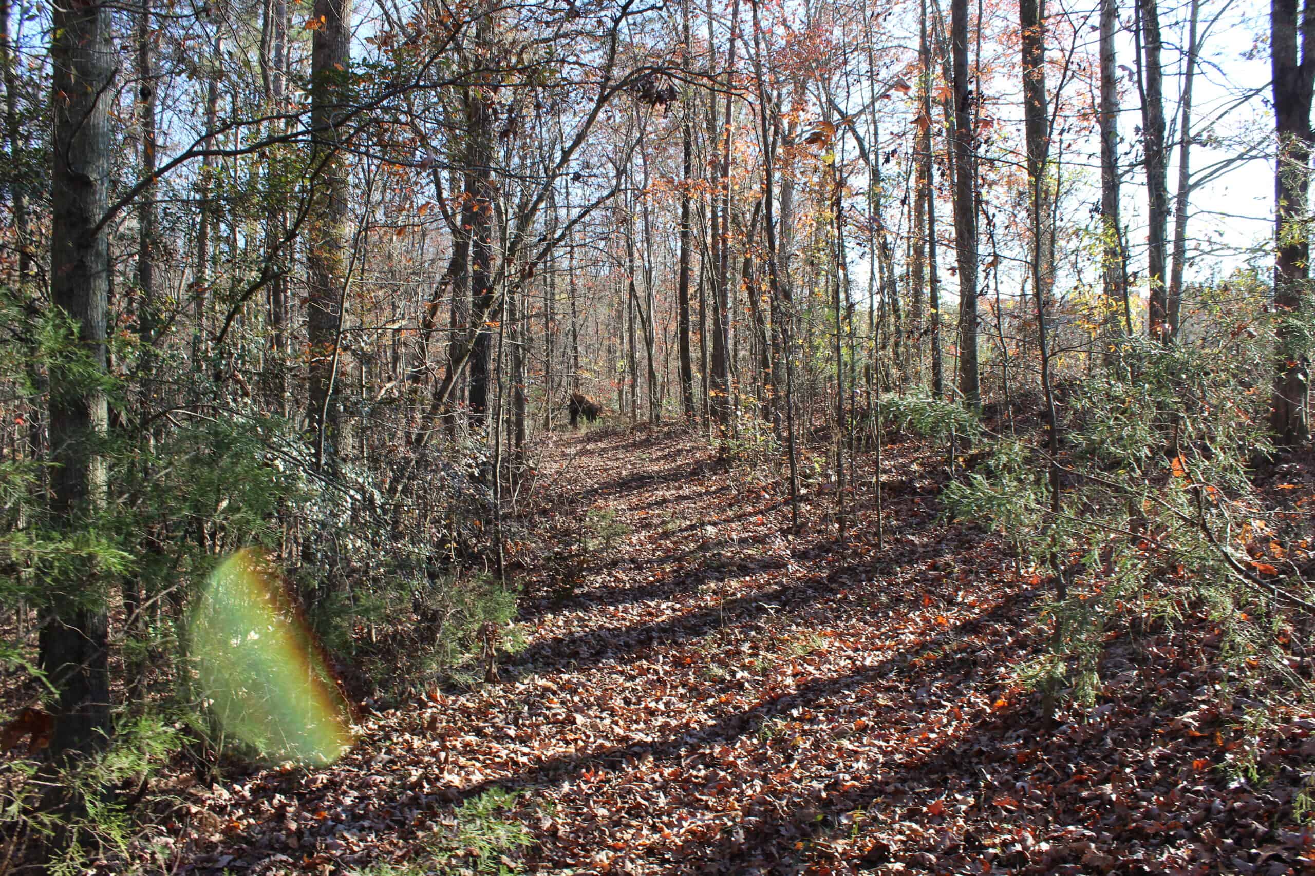 24 acres of beautiful hardwoods close to Lake Hartwell