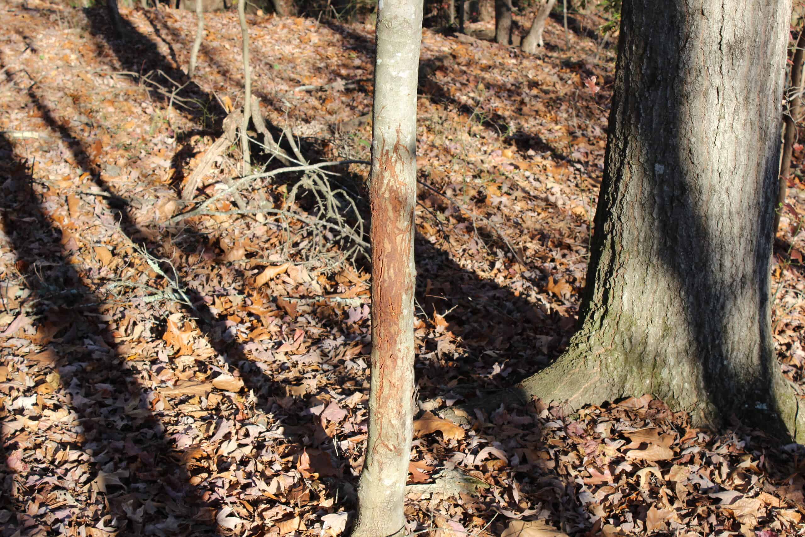 24 acres of beautiful hardwoods close to Lake Hartwell
