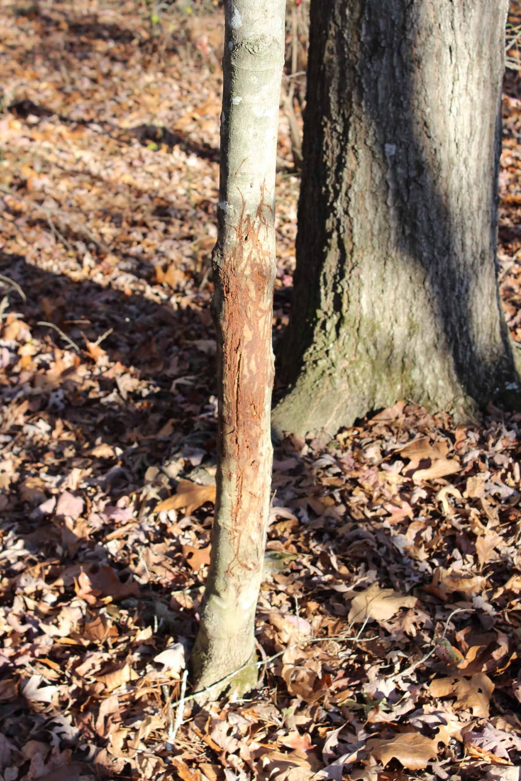 24 acres of beautiful hardwoods close to Lake Hartwell
