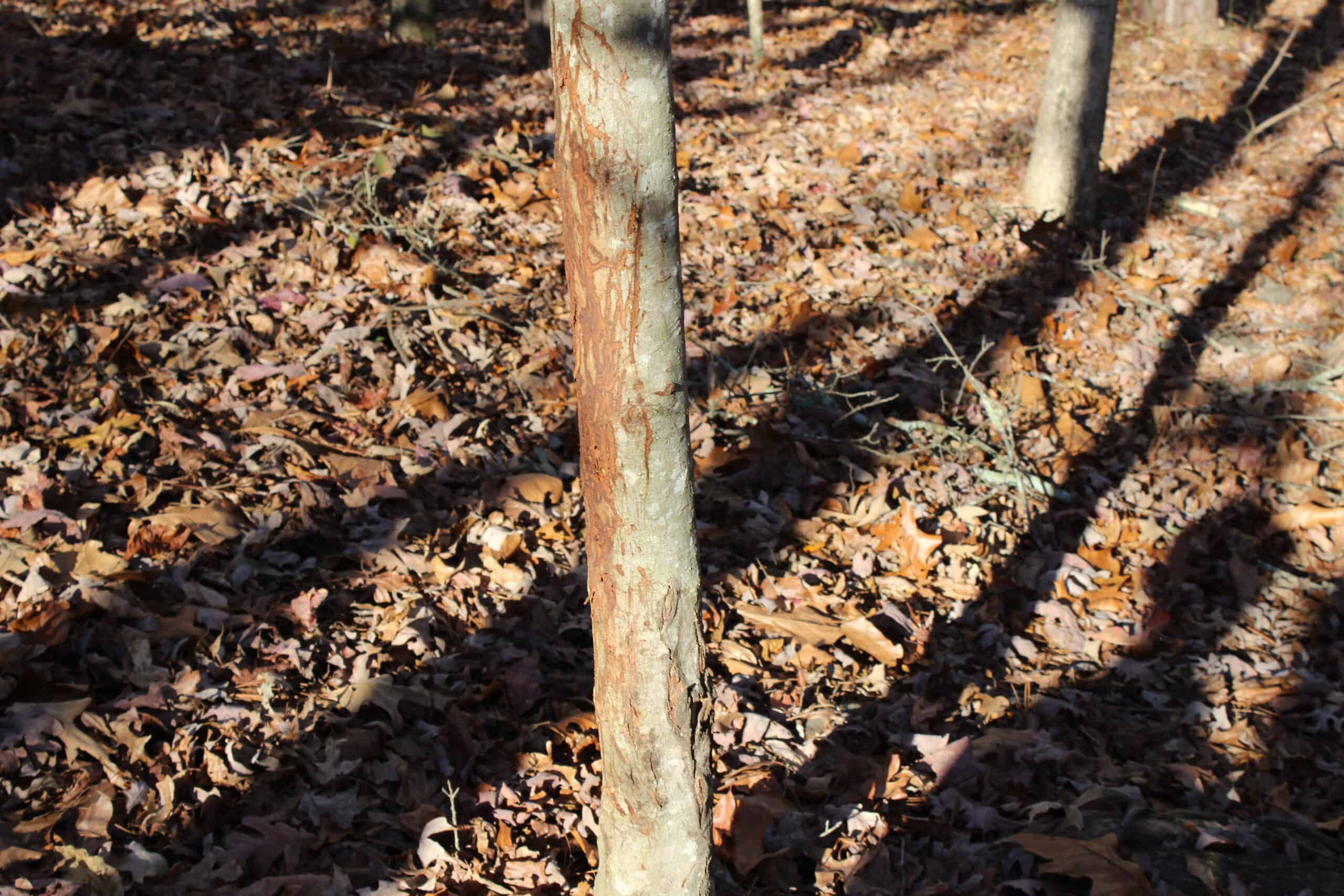24 acres of beautiful hardwoods close to Lake Hartwell