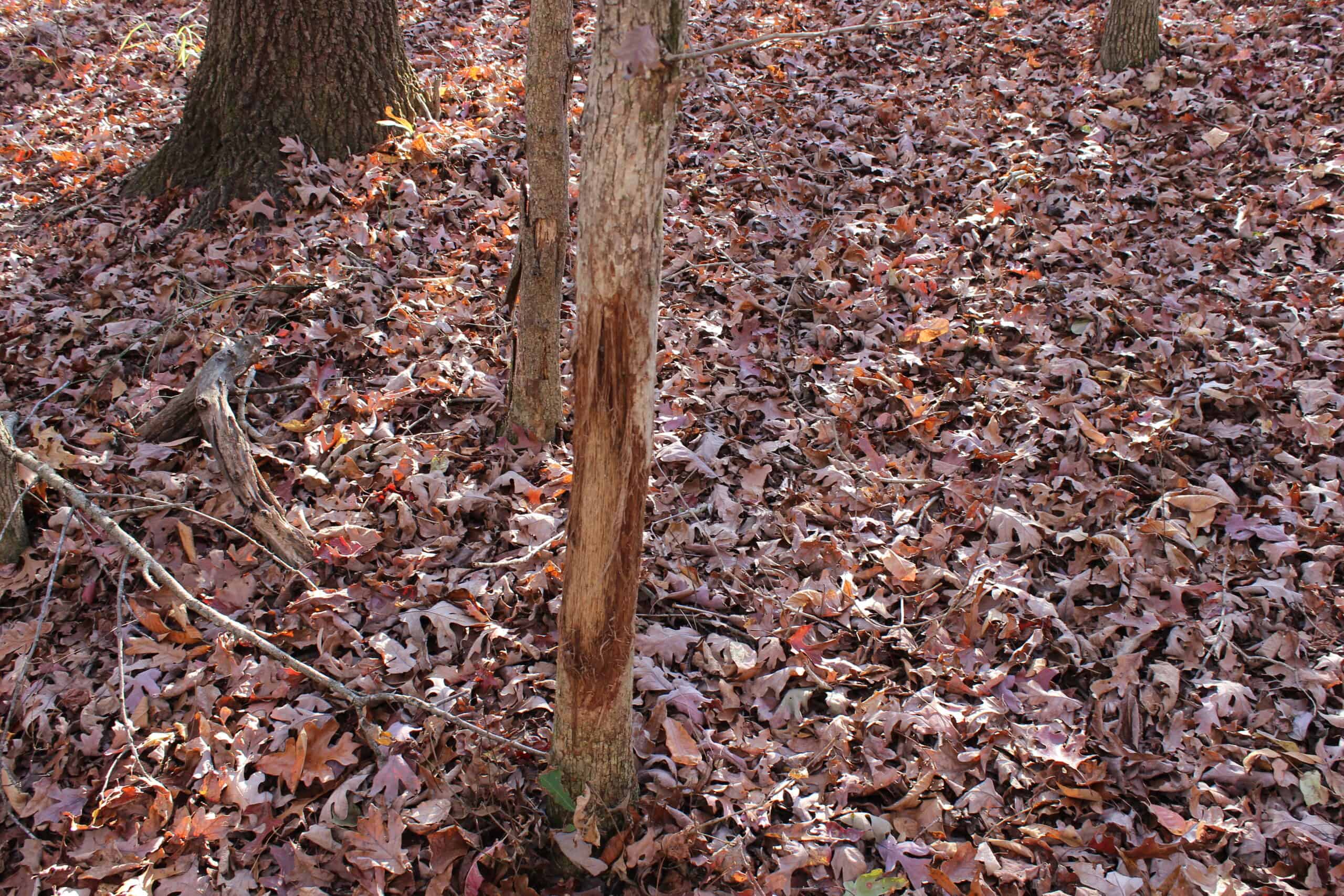 24 acres of beautiful hardwoods close to Lake Hartwell