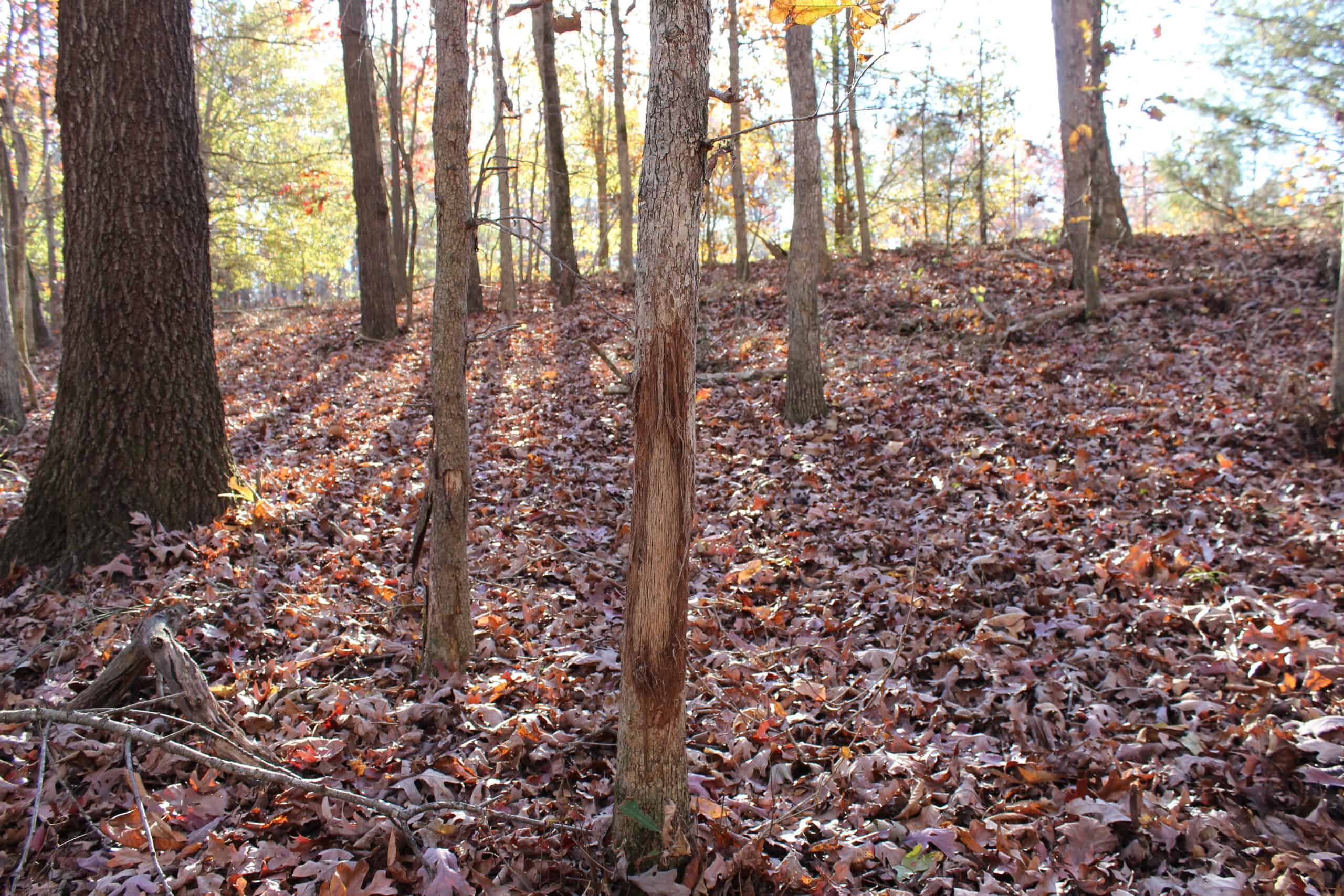 24 acres of beautiful hardwoods close to Lake Hartwell