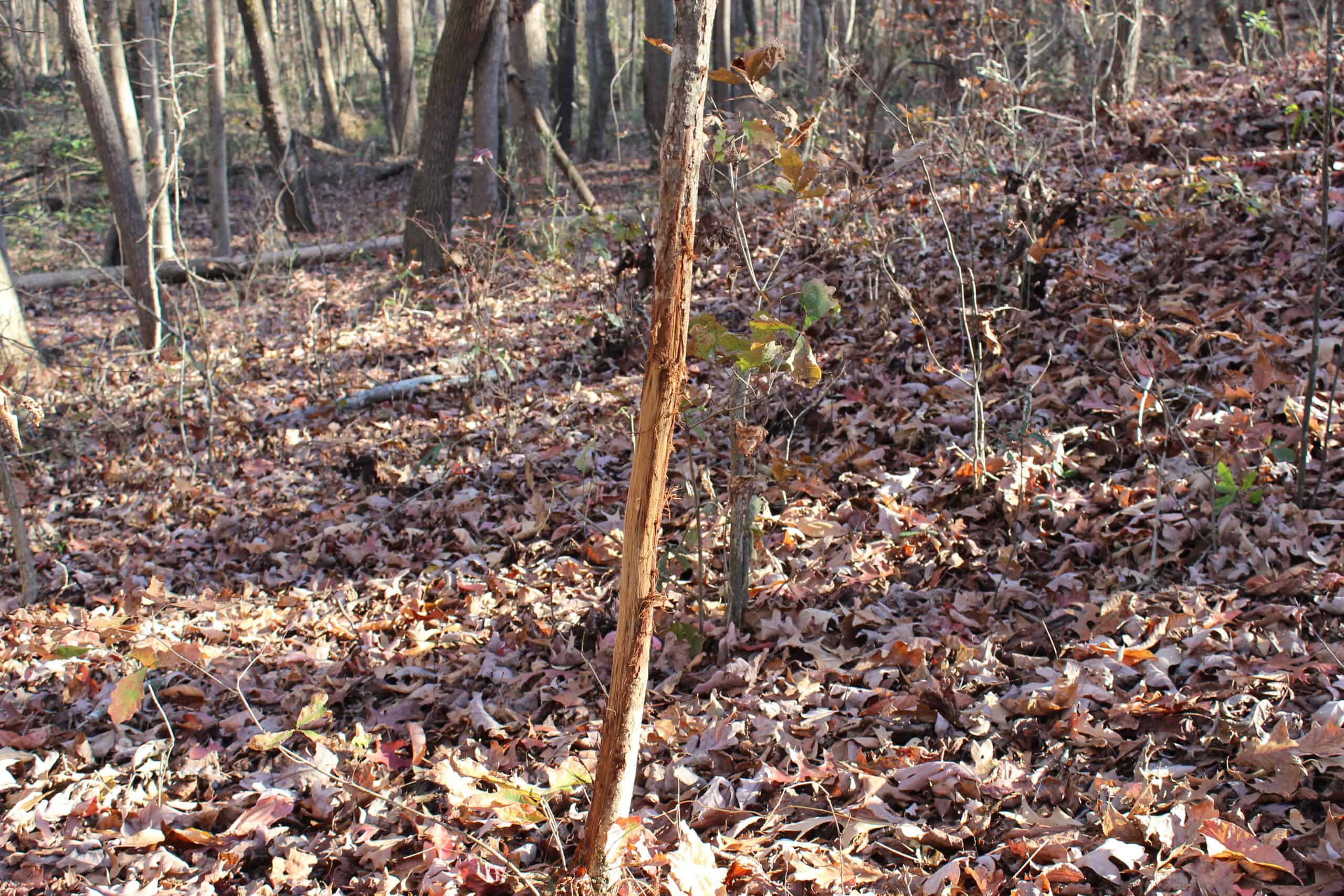 24 acres of beautiful hardwoods close to Lake Hartwell