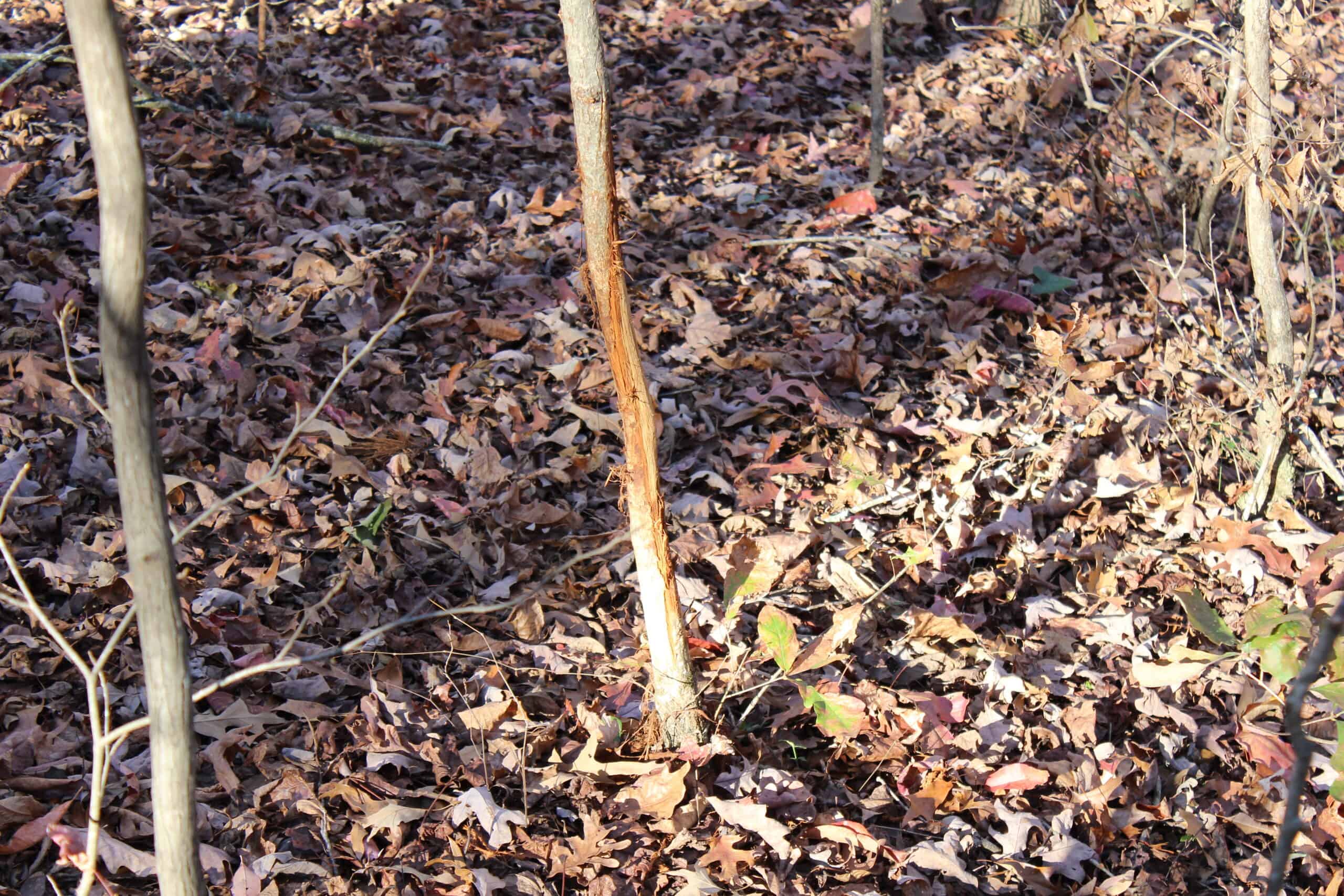 24 acres of beautiful hardwoods close to Lake Hartwell