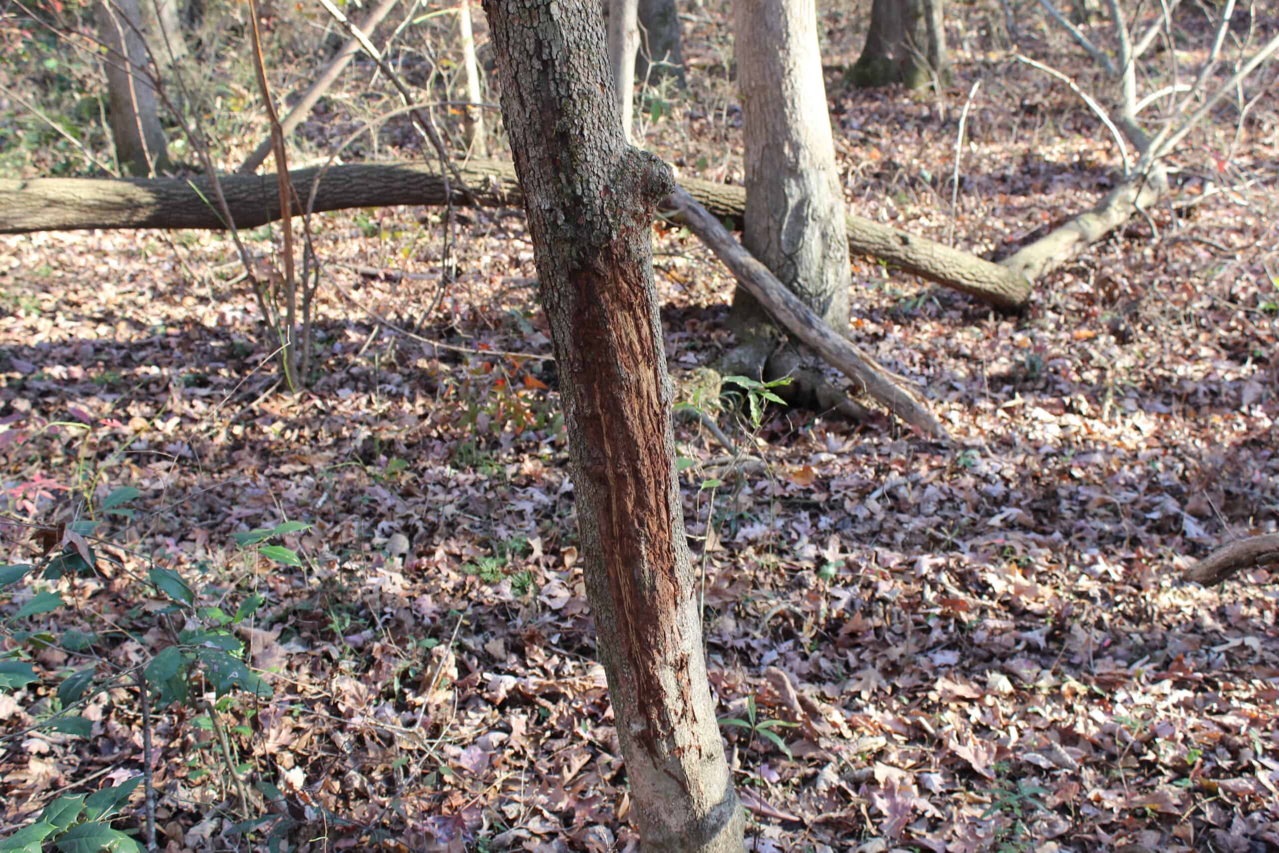 24 acres of beautiful hardwoods close to Lake Hartwell