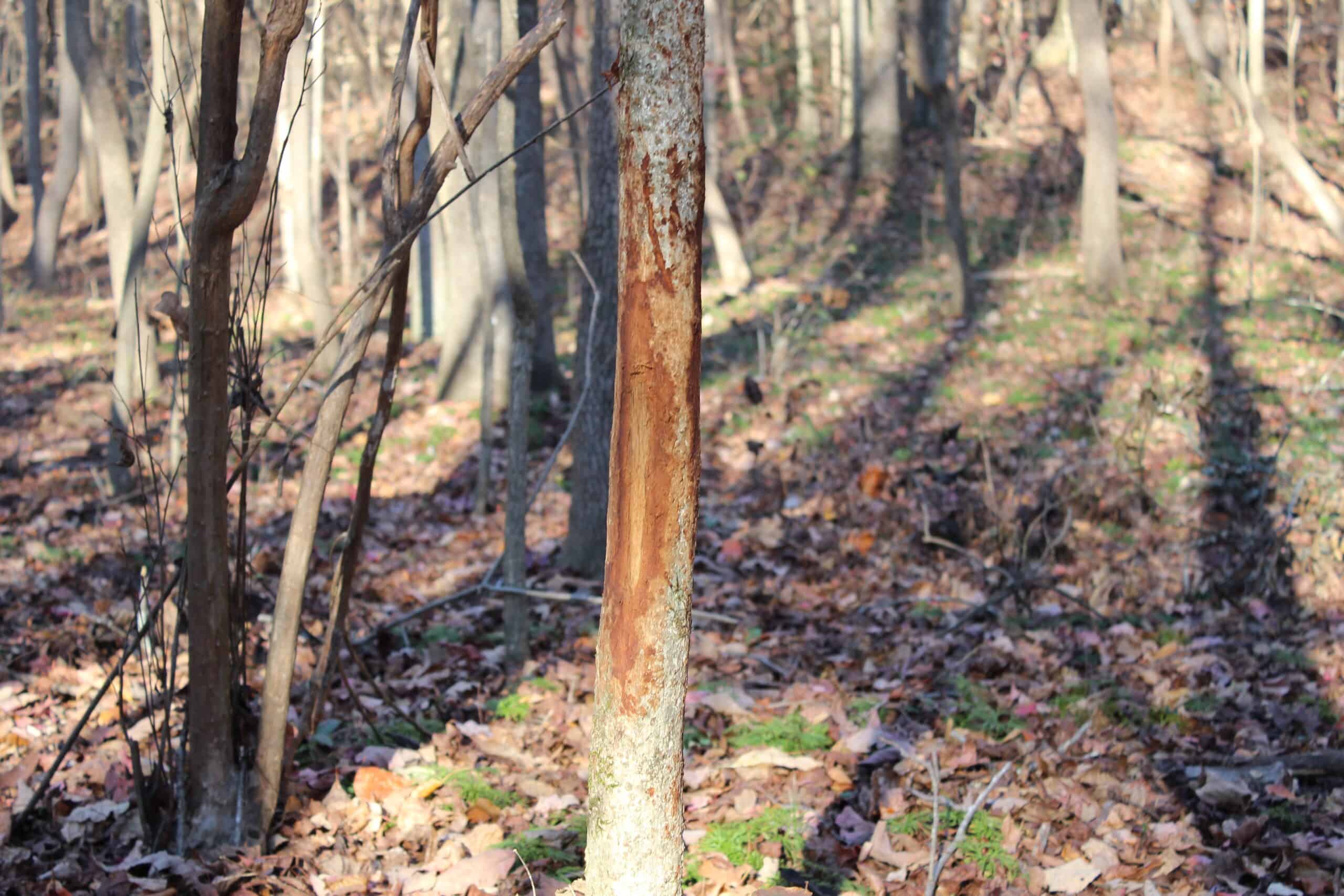 24 acres of beautiful hardwoods close to Lake Hartwell