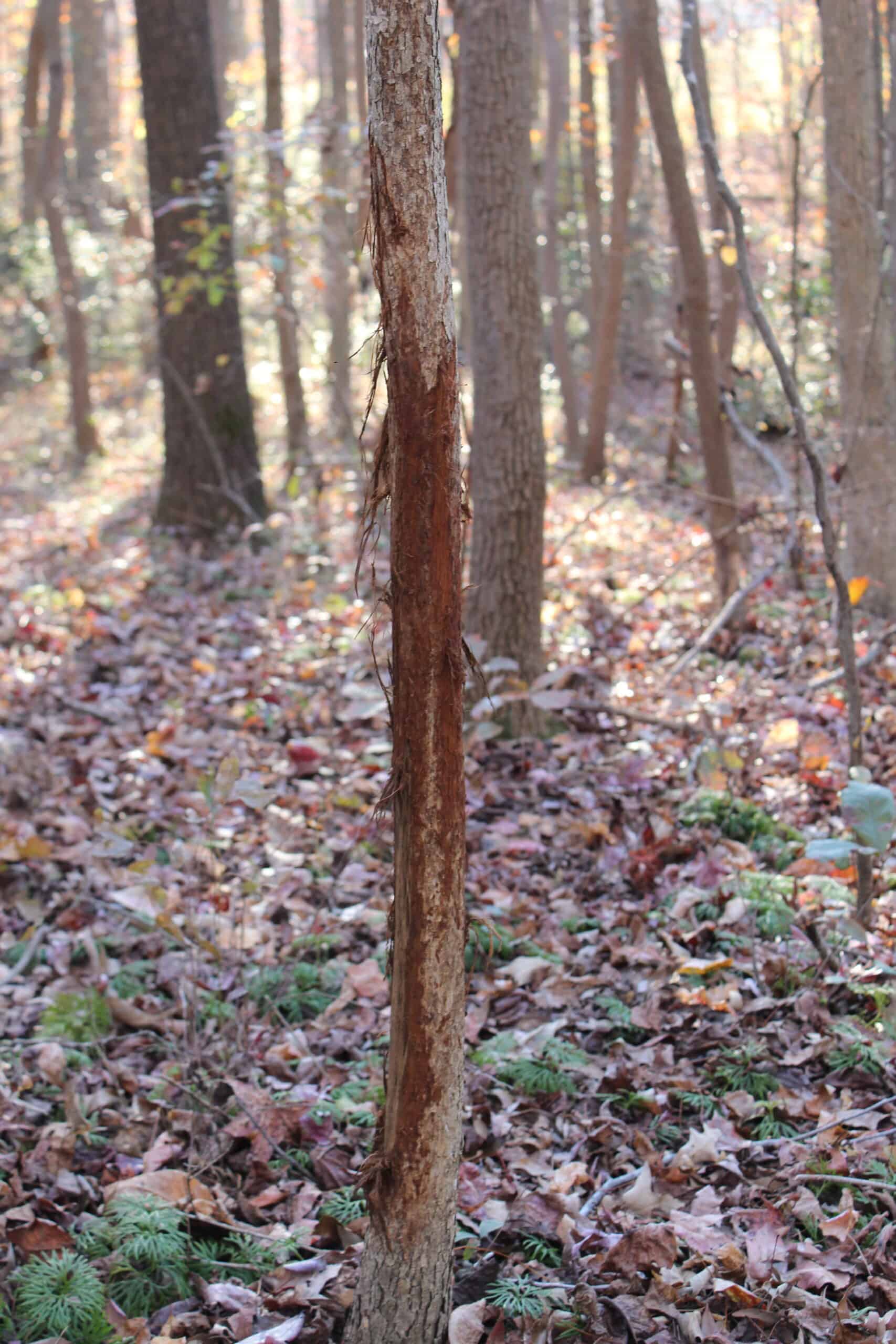 24 acres of beautiful hardwoods close to Lake Hartwell