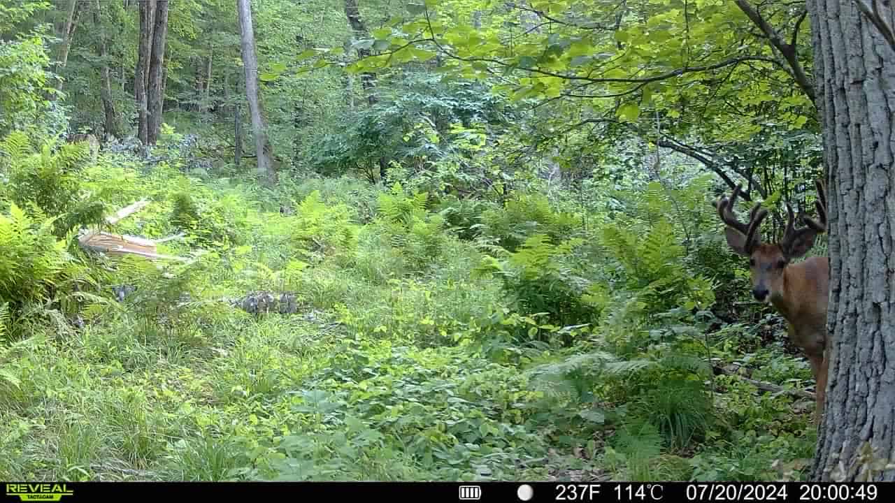 79+/- Acres in Sauk County WI with Cabin
