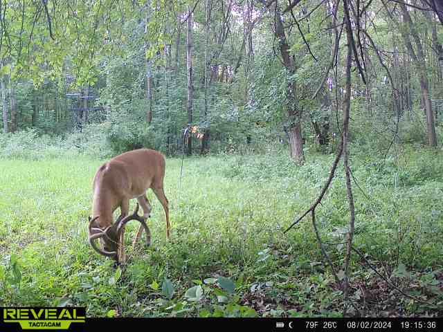 79+/- Acres in Sauk County WI with Cabin