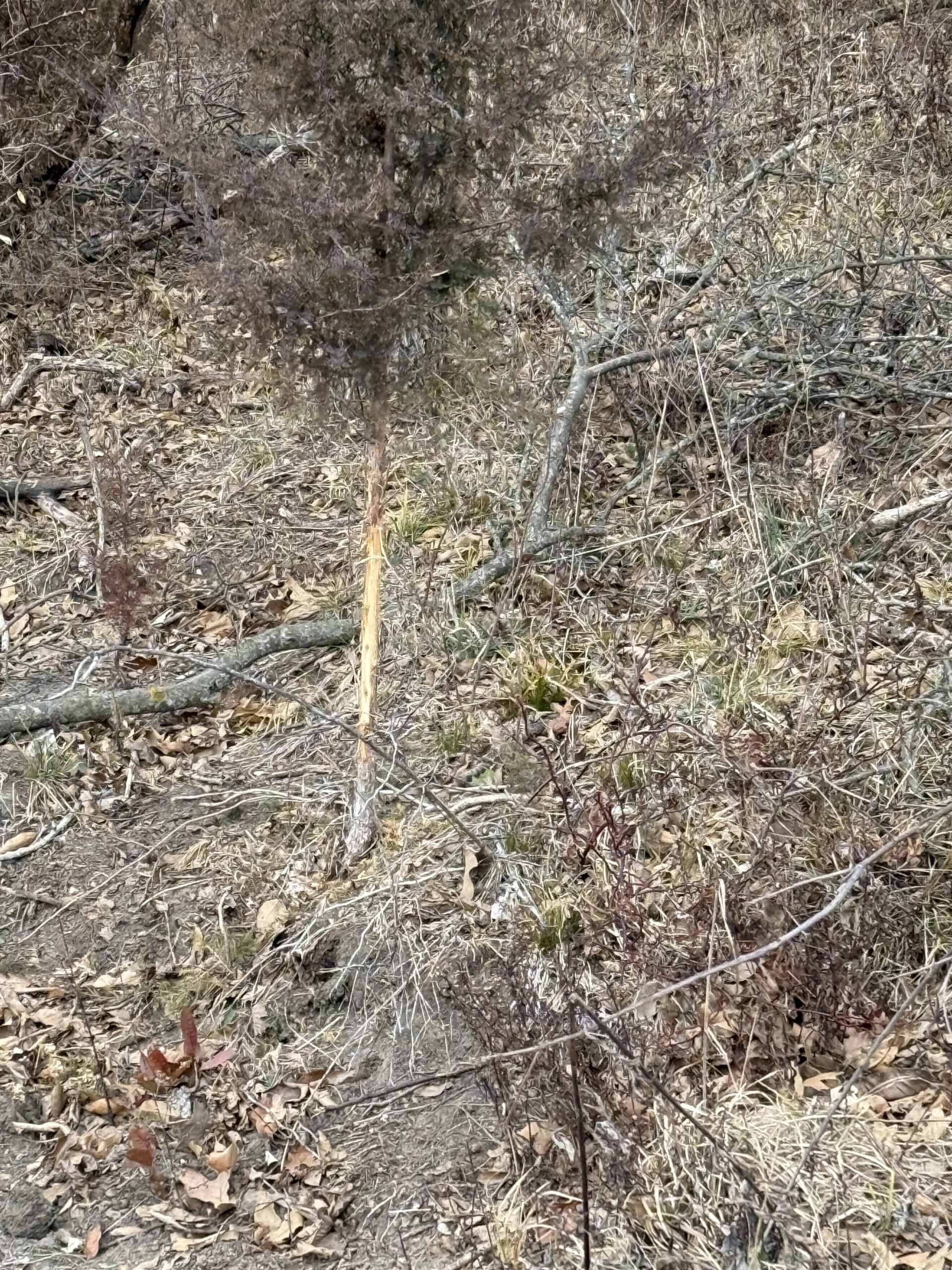 Northern Missouri Powerhouse! 160 acres Adair County