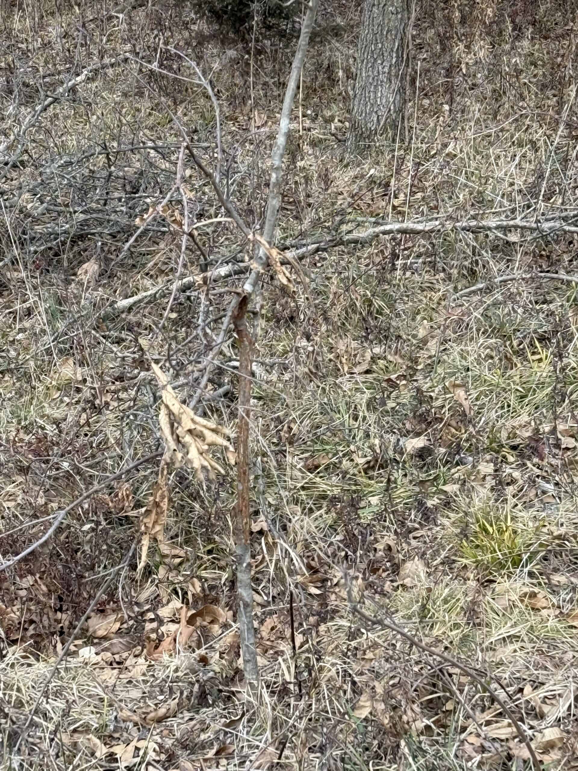Northern Missouri Powerhouse! 160 acres Adair County