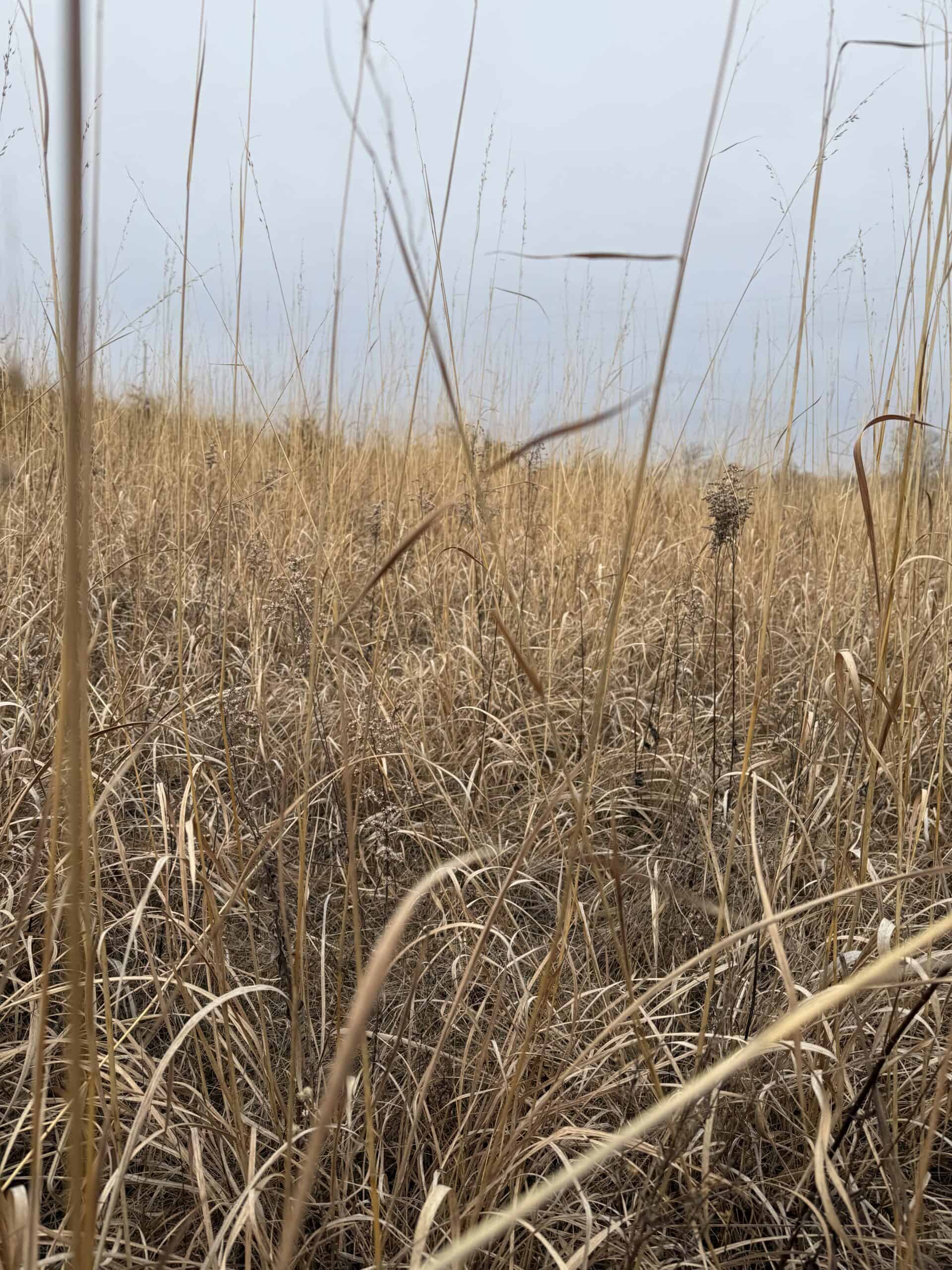 Northern Missouri Powerhouse! 160 acres Adair County