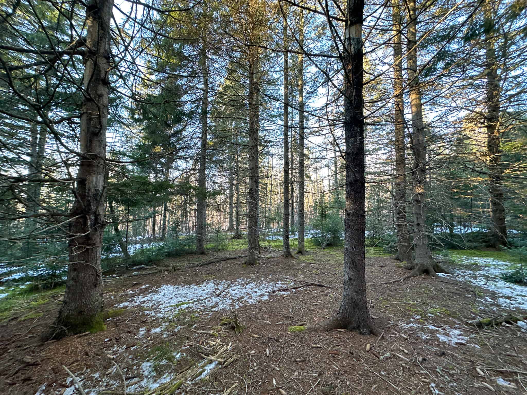 59 Acres in Northern Maine
