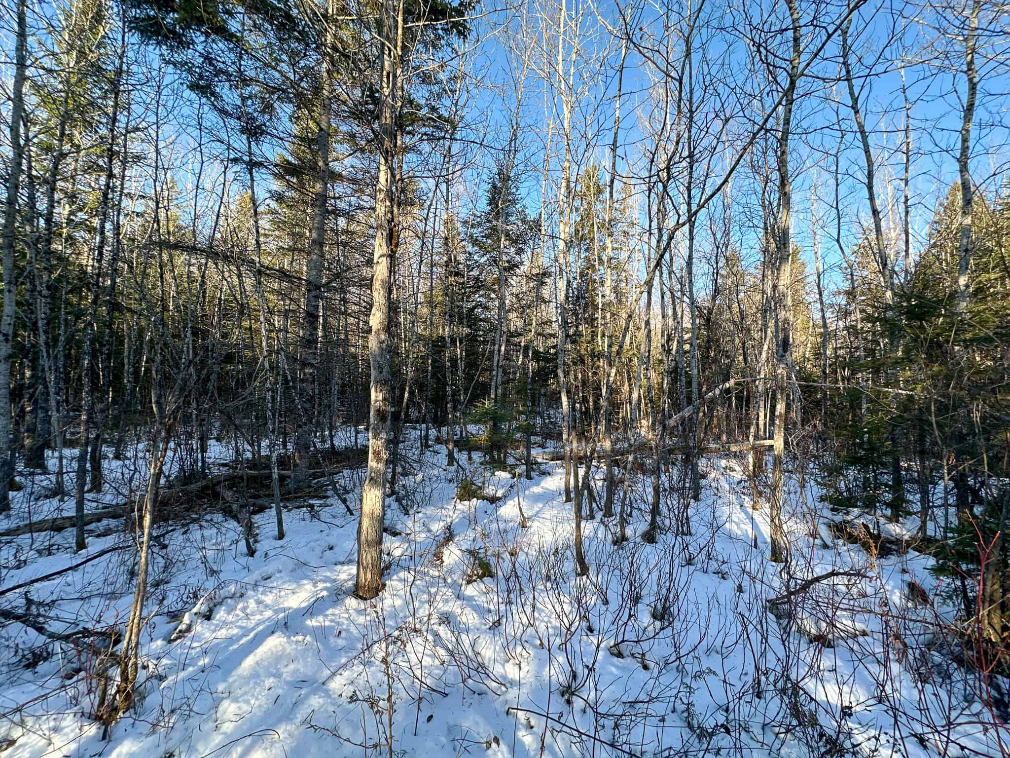 59 Acres in Northern Maine
