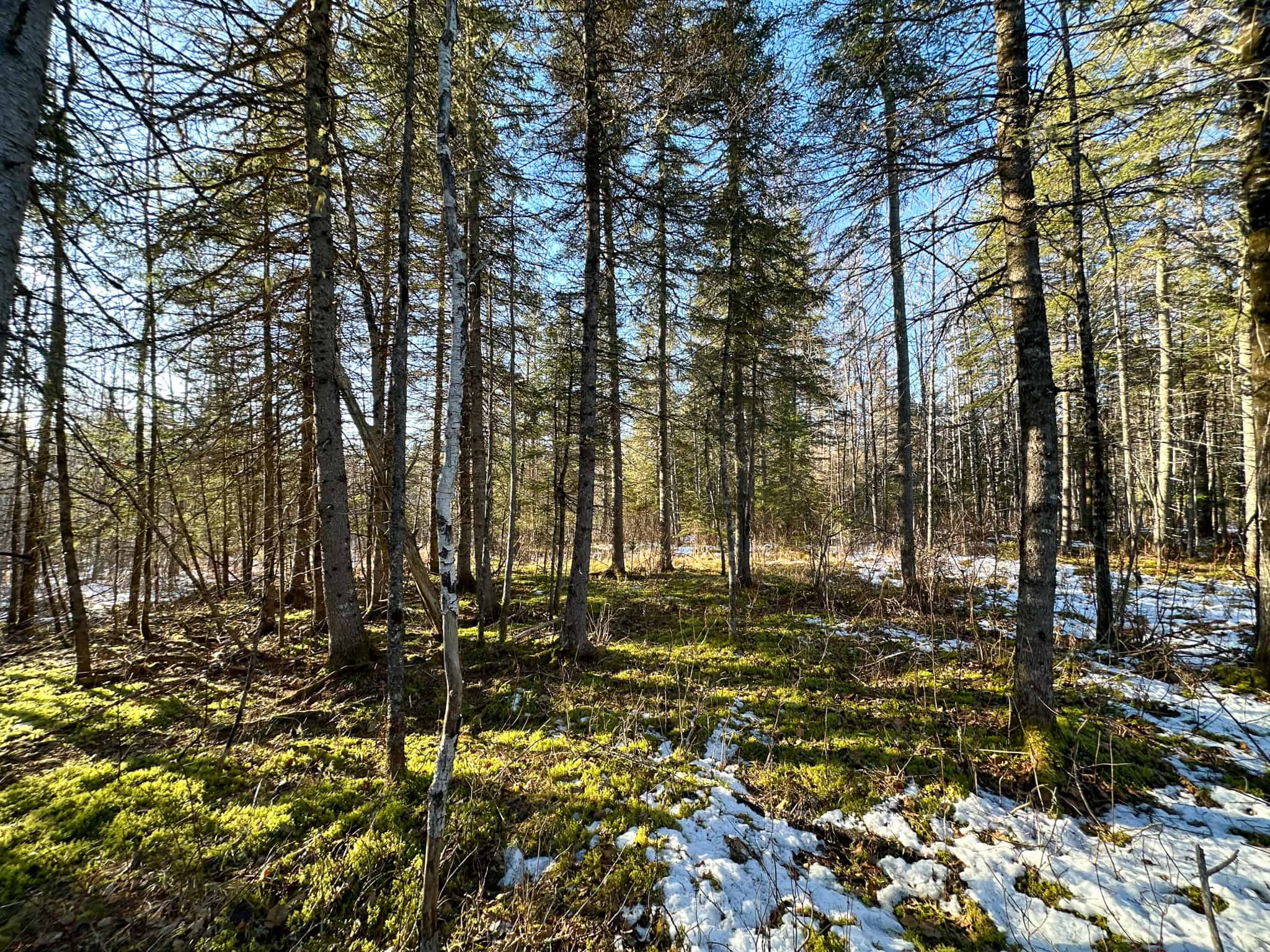 59 Acres in Northern Maine