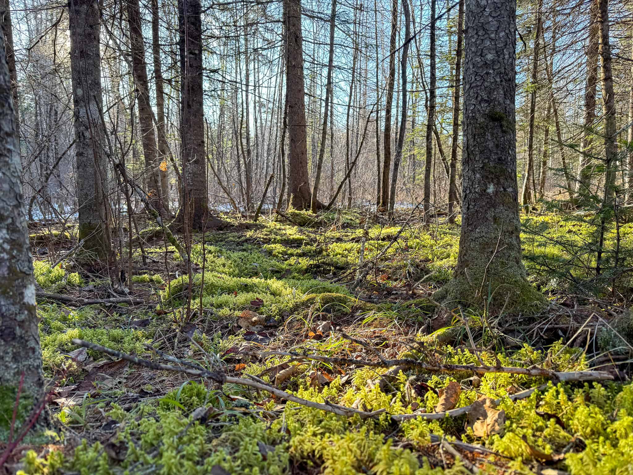 59 Acres in Northern Maine