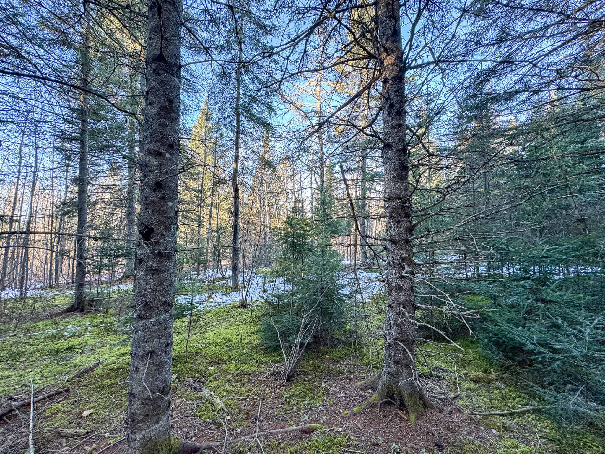 59 Acres in Northern Maine