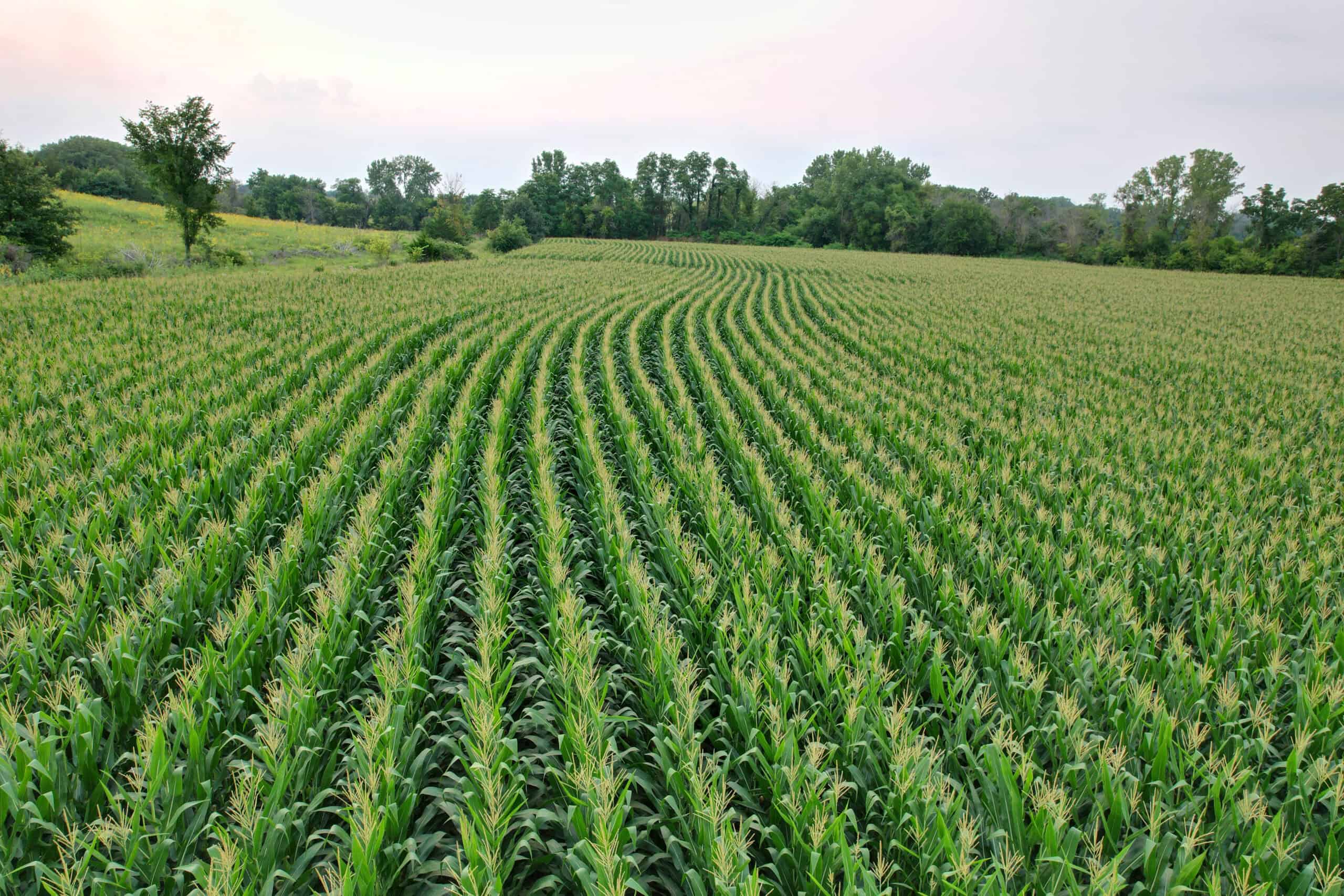 Southern Iowa Combination Hunting Tract