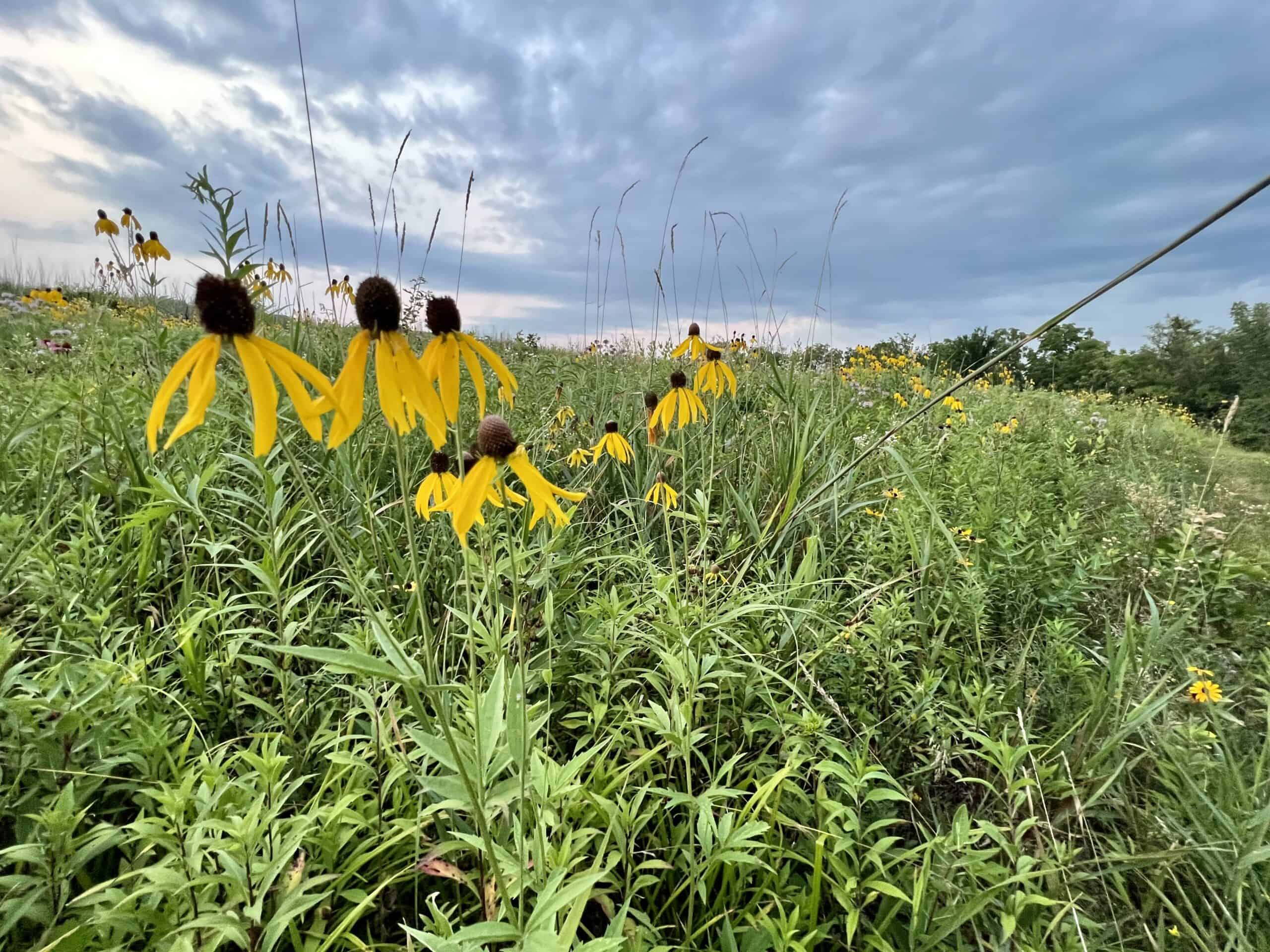 Southern Iowa Combination Hunting Tract