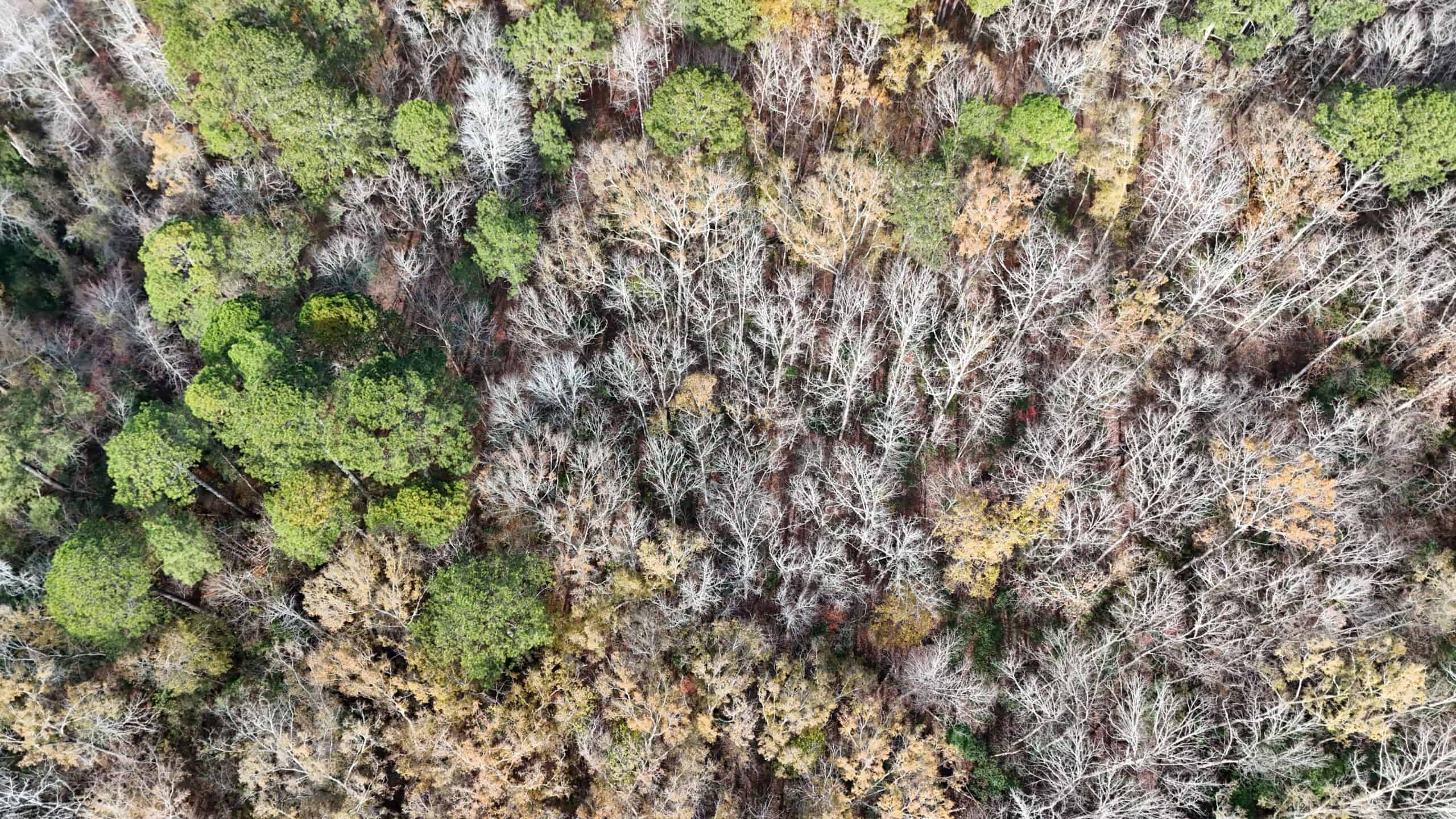 For Sale: 14.83 Acres of Opportunity in Grimesland, NC