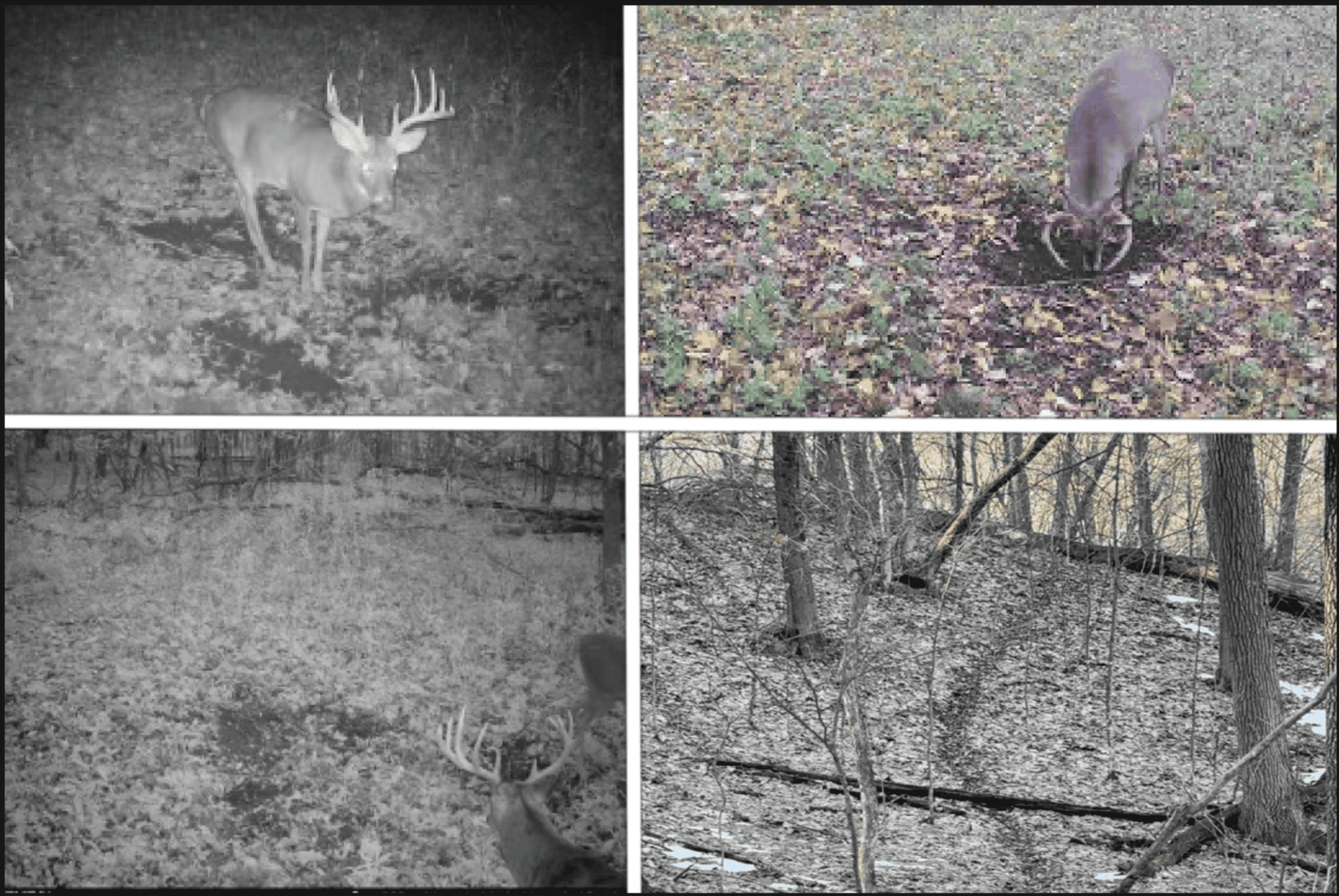 Ridgetop Hunting Land for sale in Vernon County, Wisconsin