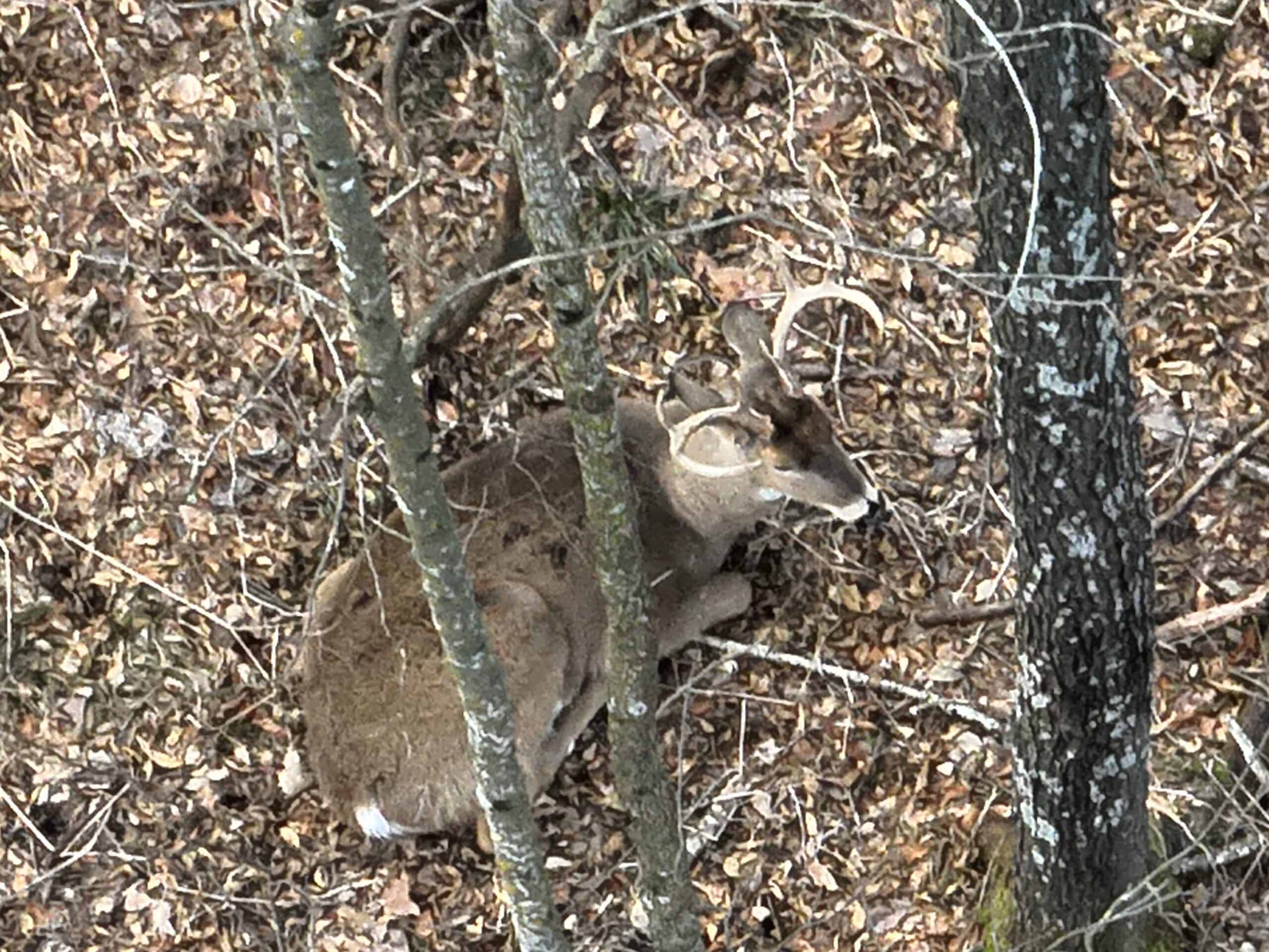 Affordable Hunting Land with Trout Stream for Sale in Richland County, Wisconsin