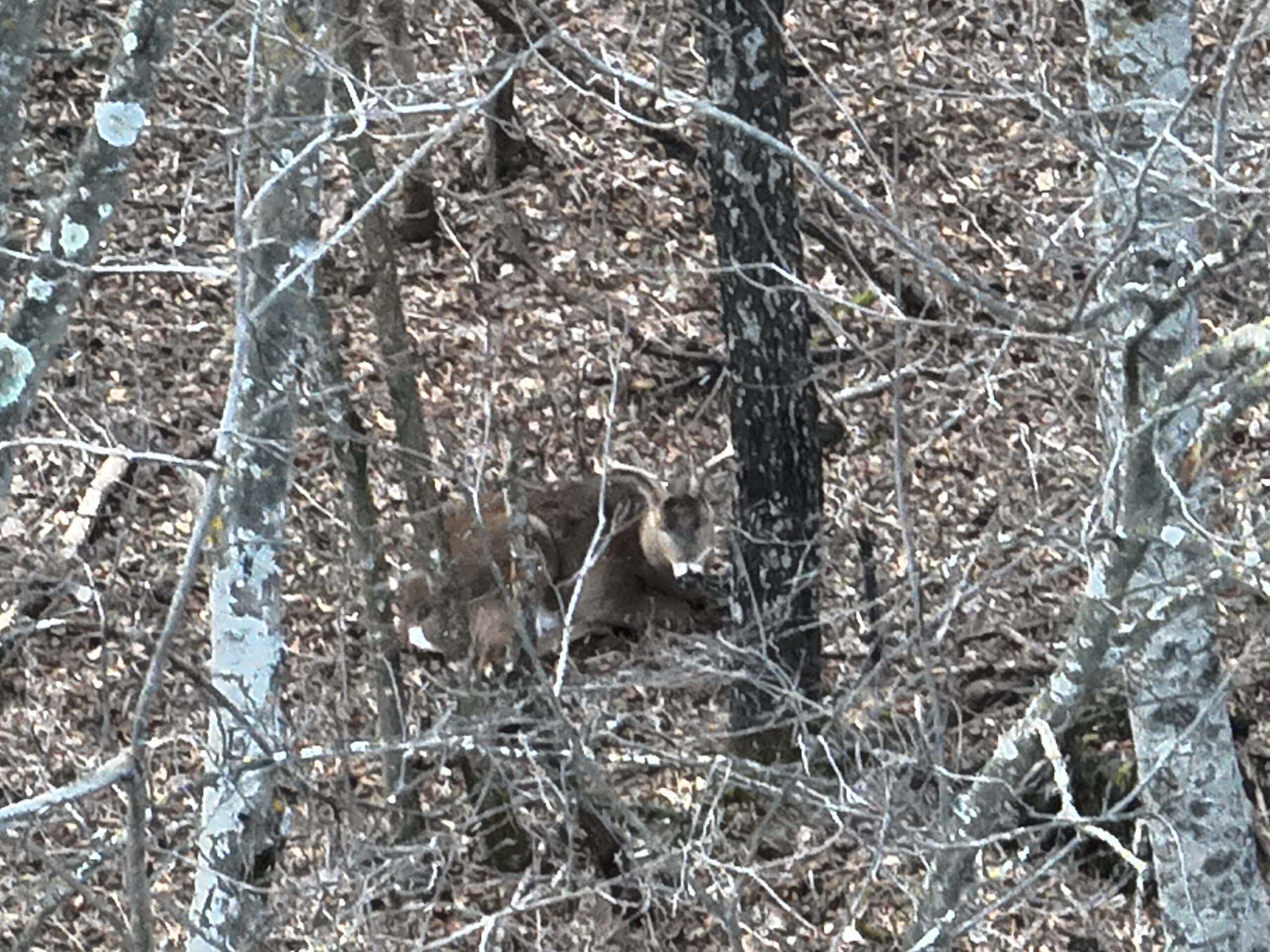 Affordable Hunting Land with Trout Stream for Sale in Richland County, Wisconsin